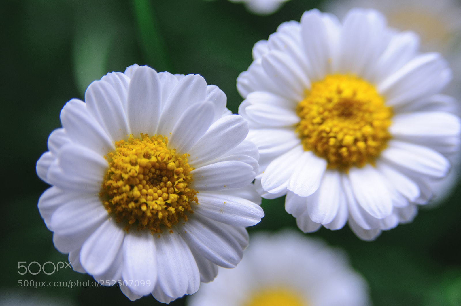 Nikon D300S sample photo. Tui photography