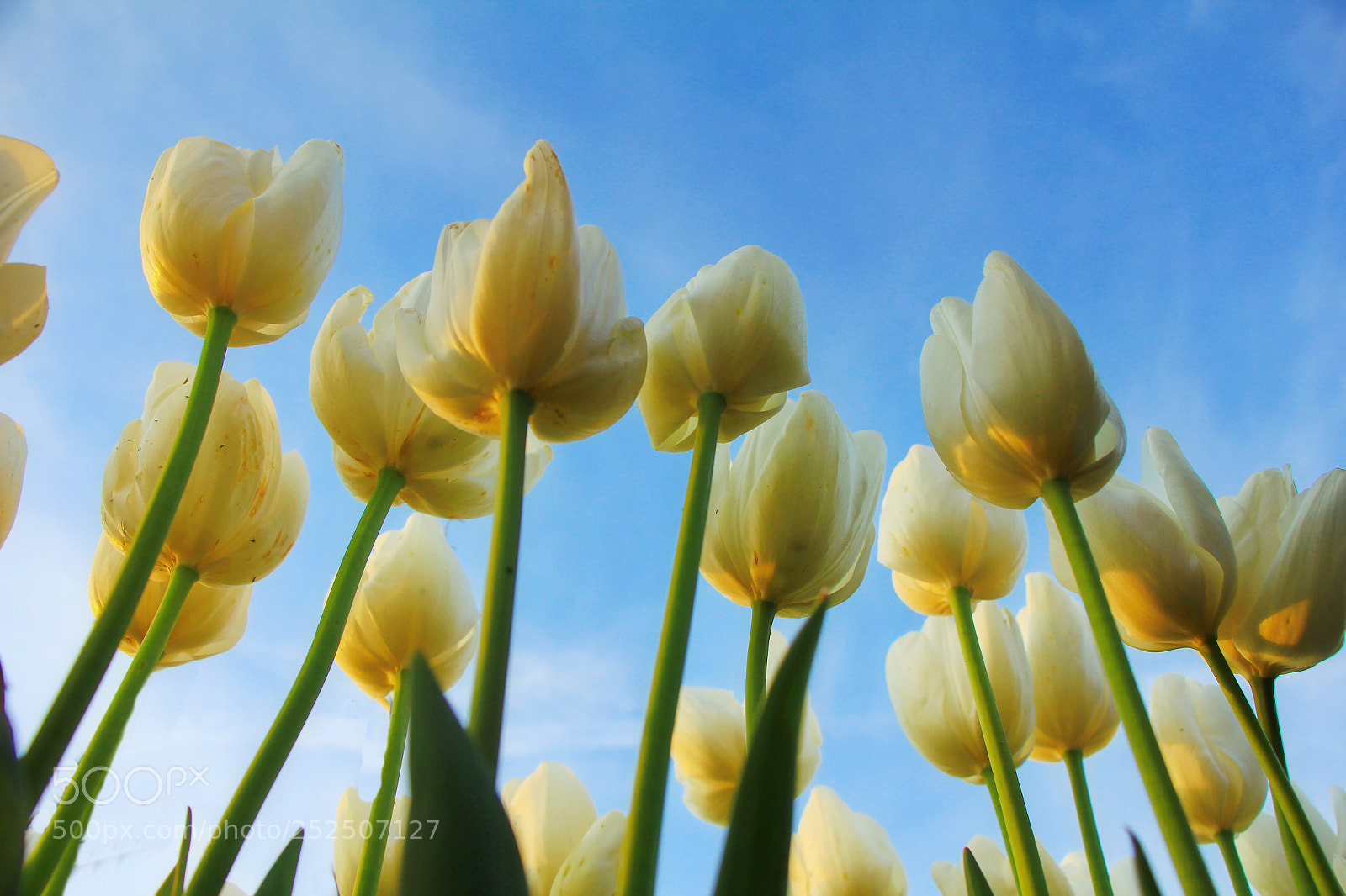 Canon EOS 60D sample photo. Untitled photography