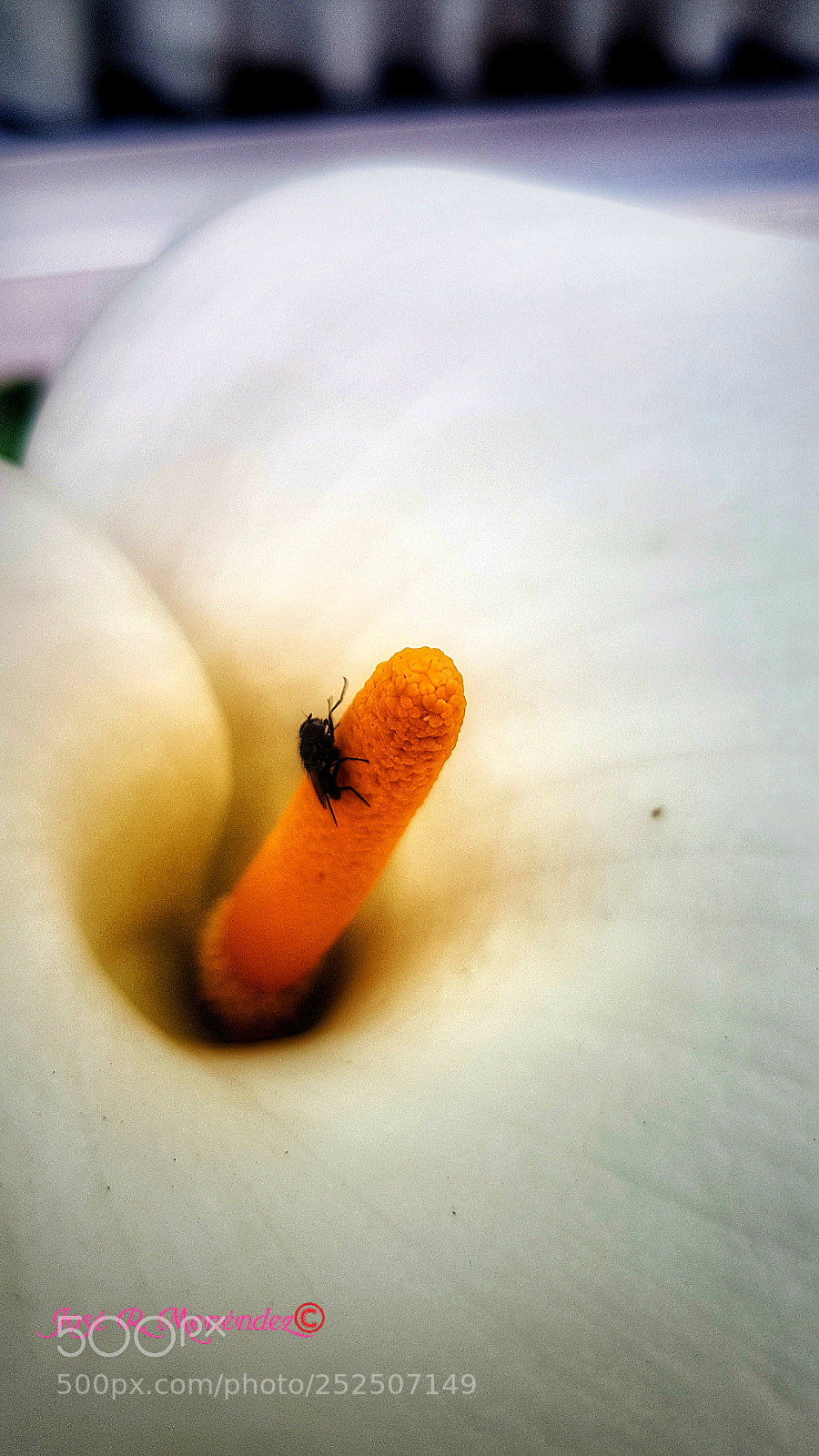Samsung Galaxy S7 Edge sample photo. Untitled photography