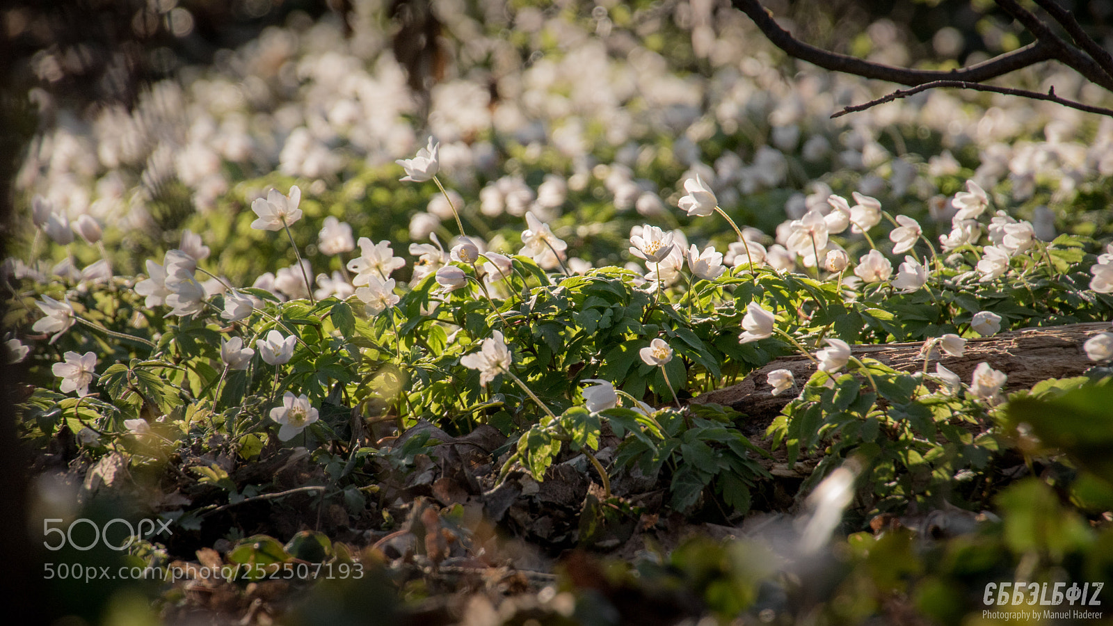 Sony ILCA-77M2 sample photo. Spring's taking over photography