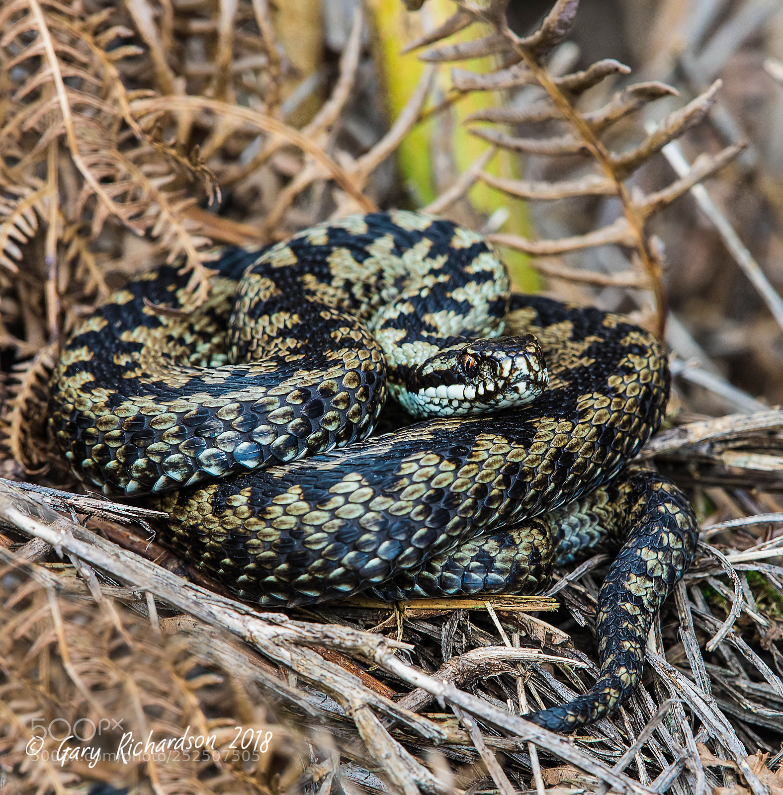 Nikon D810 sample photo. Adder photography