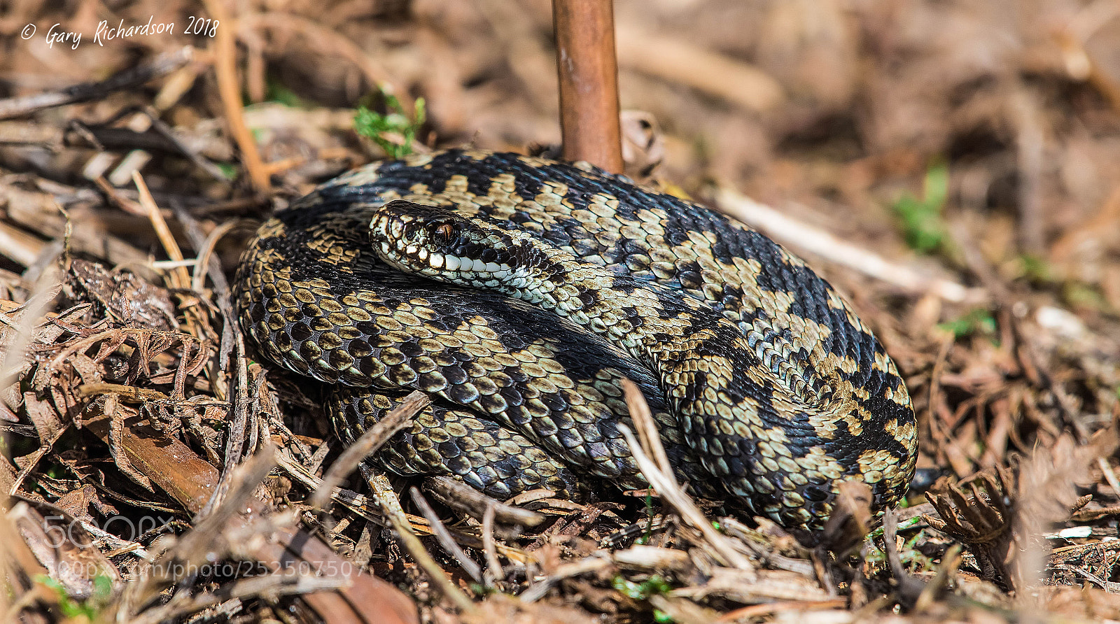 Nikon D810 sample photo. Adder photography
