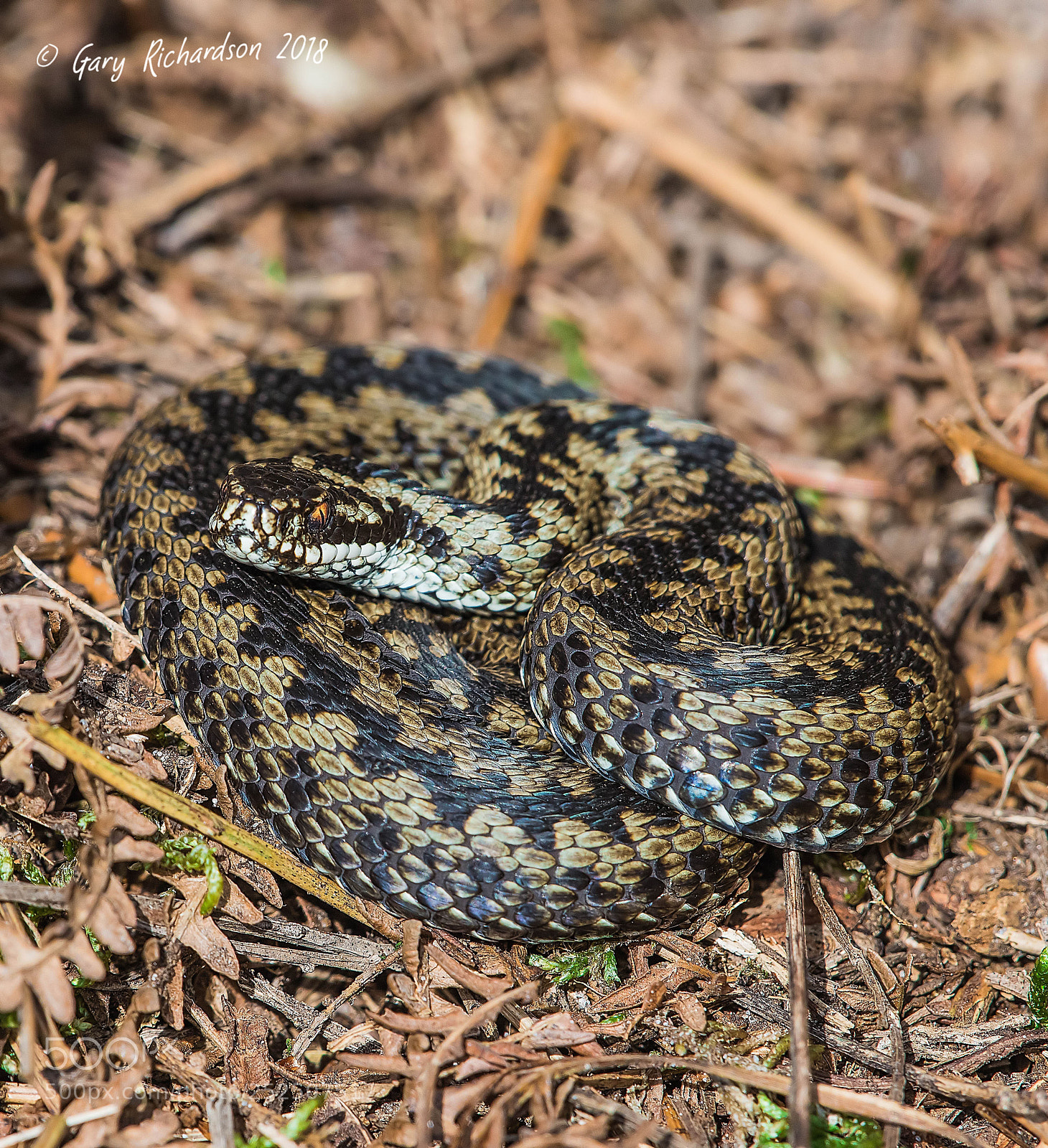 Nikon D810 sample photo. Adder photography