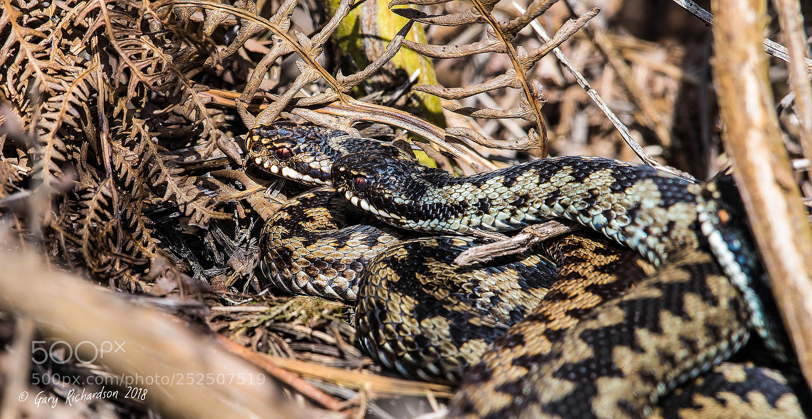 Nikon D810 sample photo. Adder photography