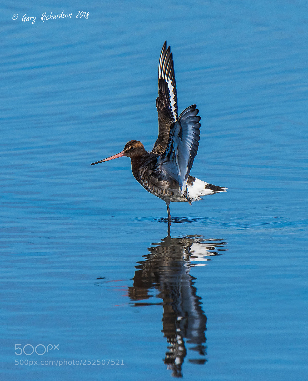 Nikon D500 sample photo. Black tailed godwit photography