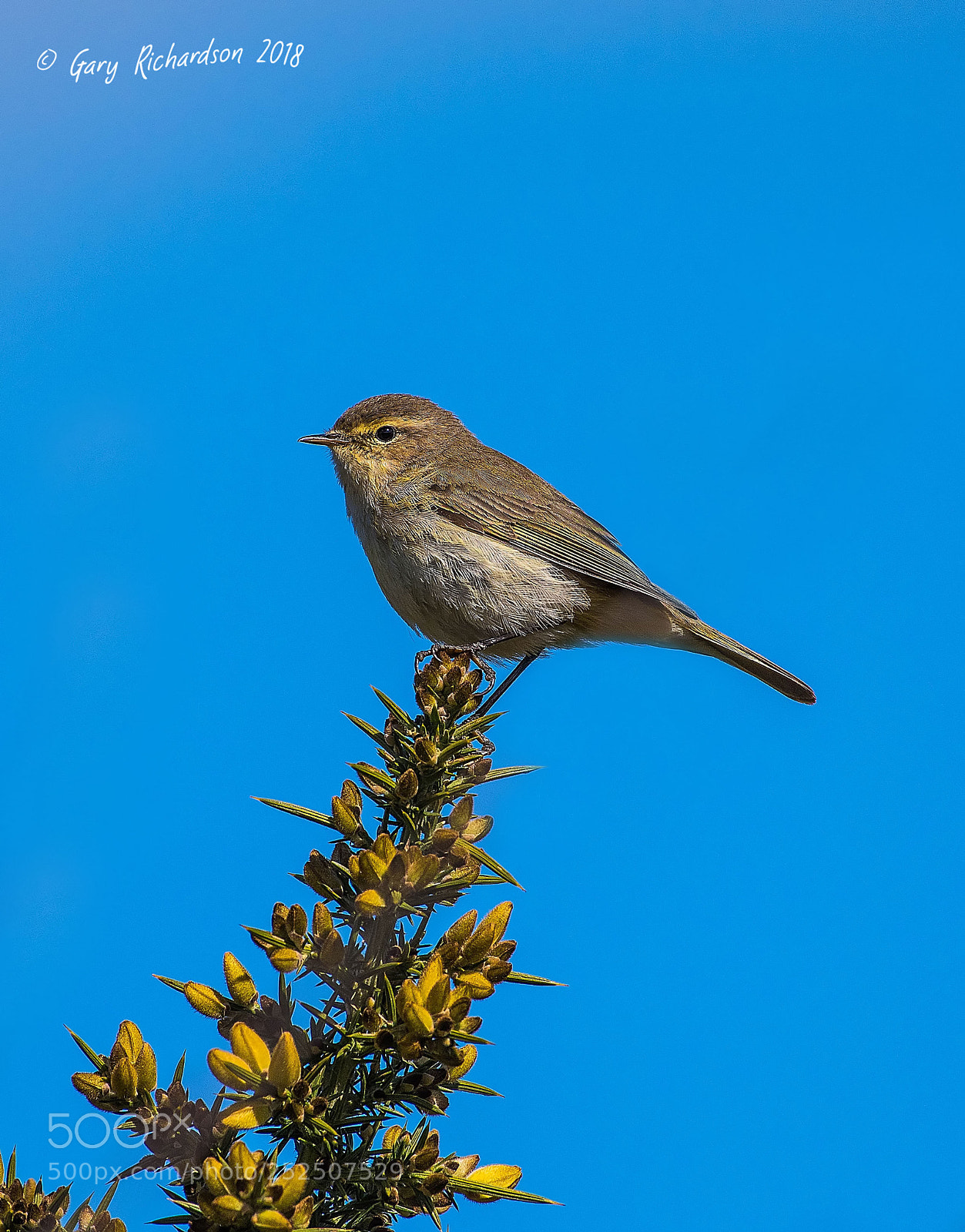 Nikon D810 sample photo. Chiffchaff photography