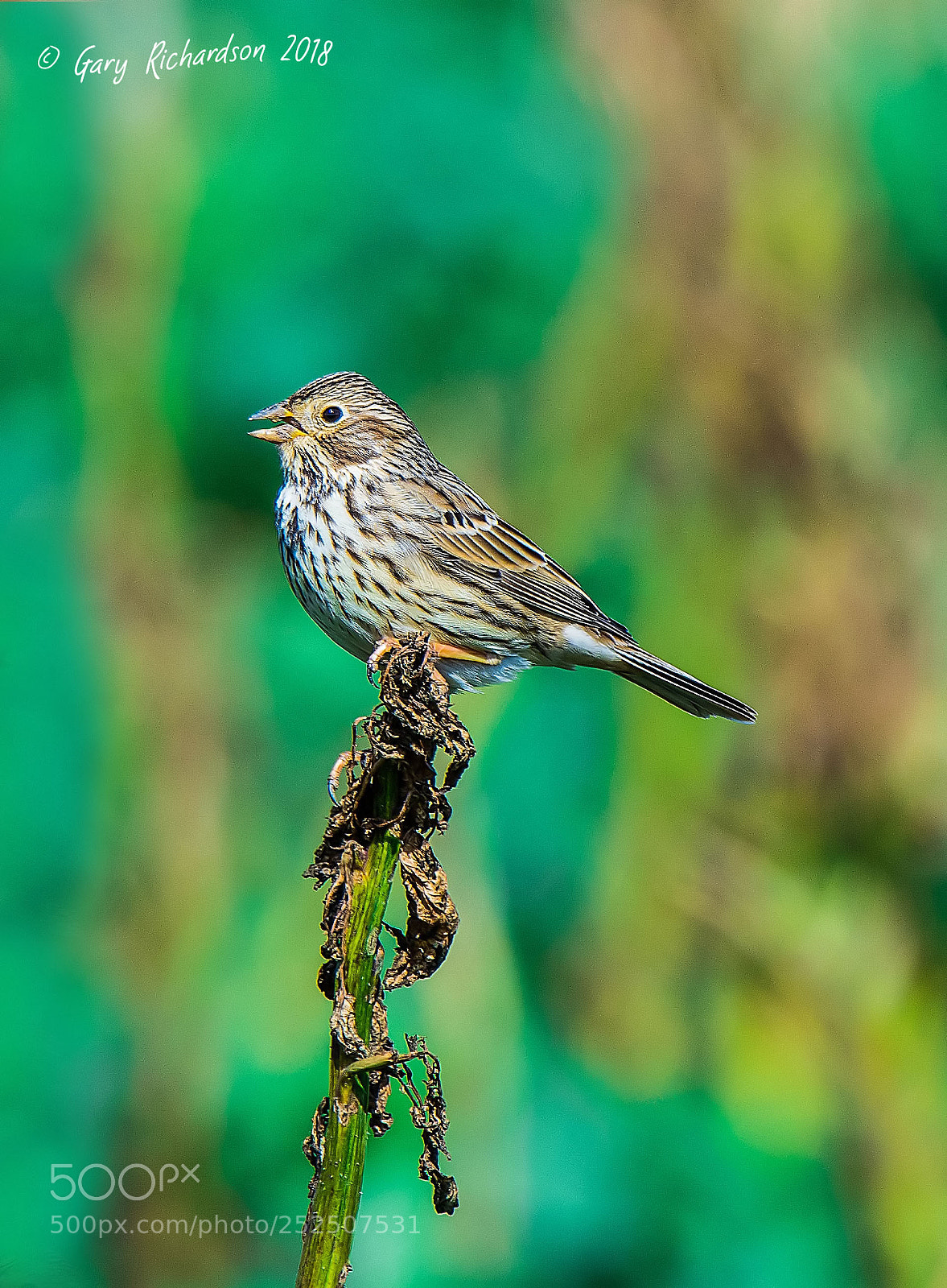 Nikon D500 sample photo. Corn bunting photography