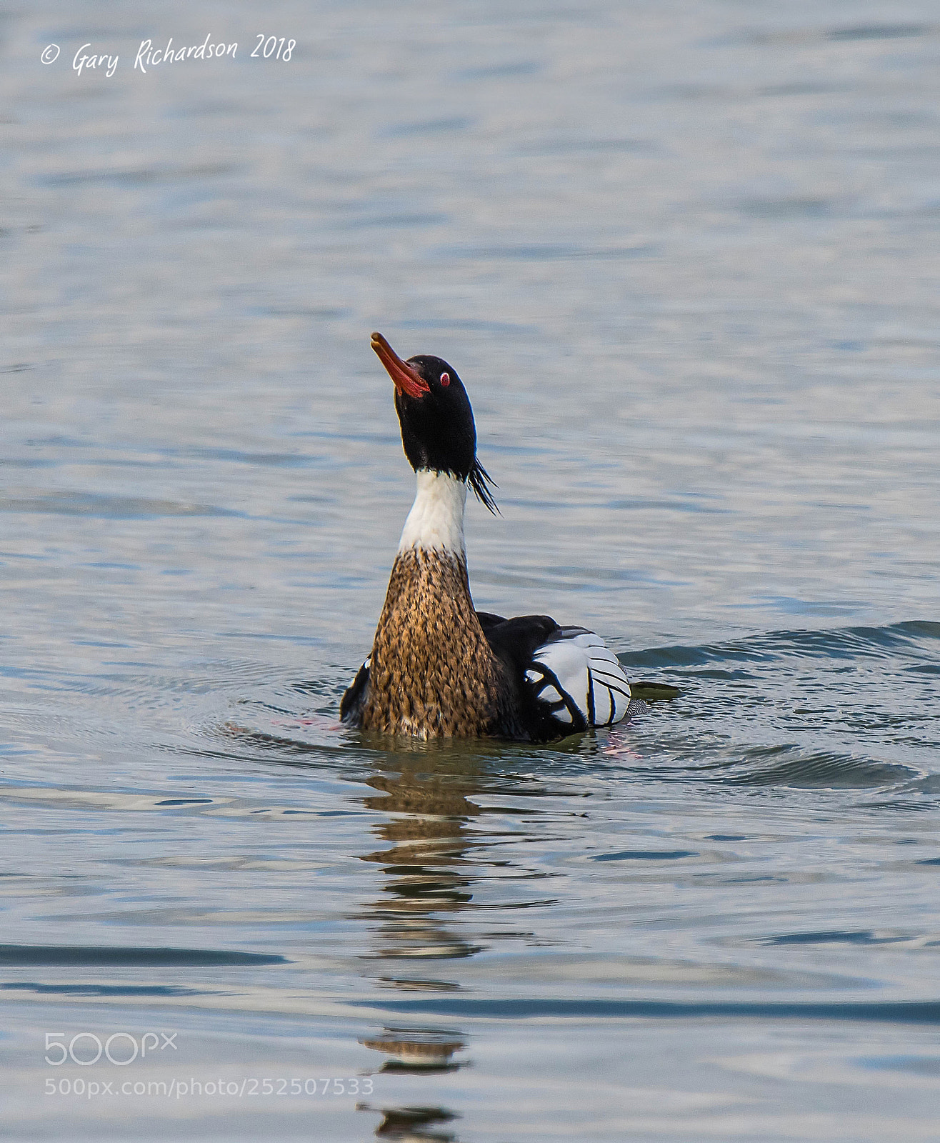 Nikon D500 sample photo. Red breasted merganser photography
