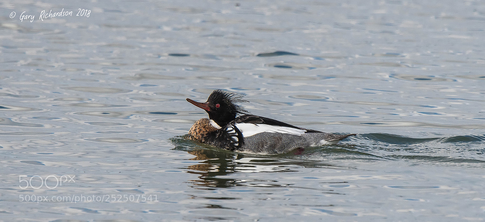 Nikon D500 sample photo. Red breasted merganser photography