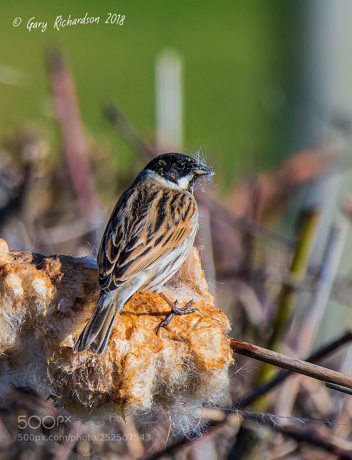 Nikon D500 sample photo. Reed bunting photography