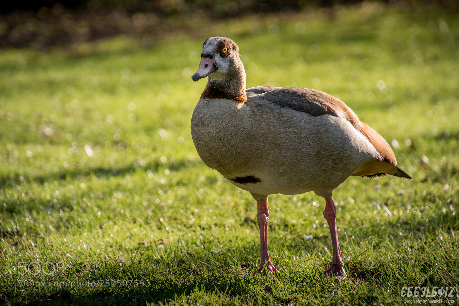 Sony ILCA-77M2 sample photo. Egyptian goose on food photography