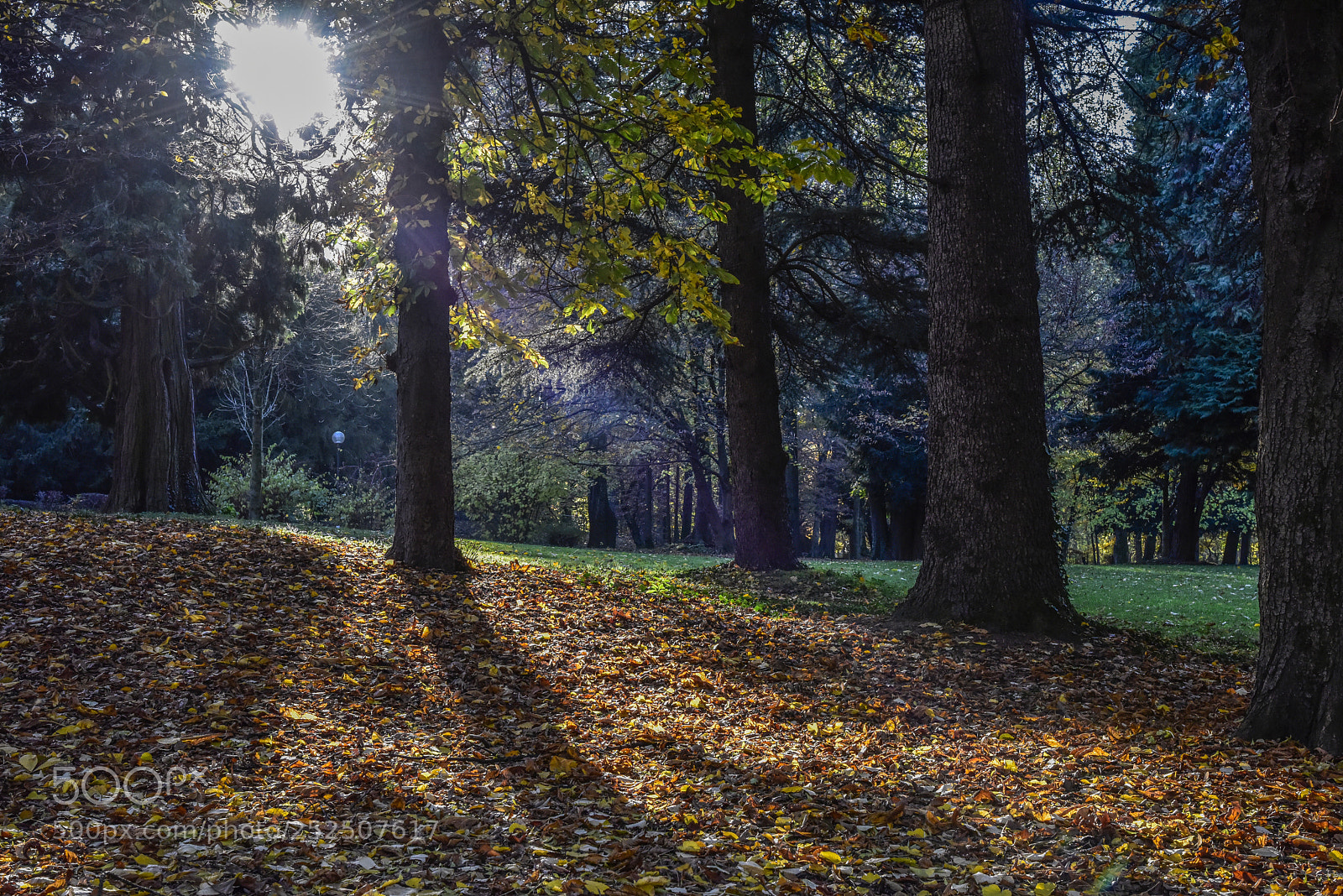 Nikon D810 sample photo. Park photography