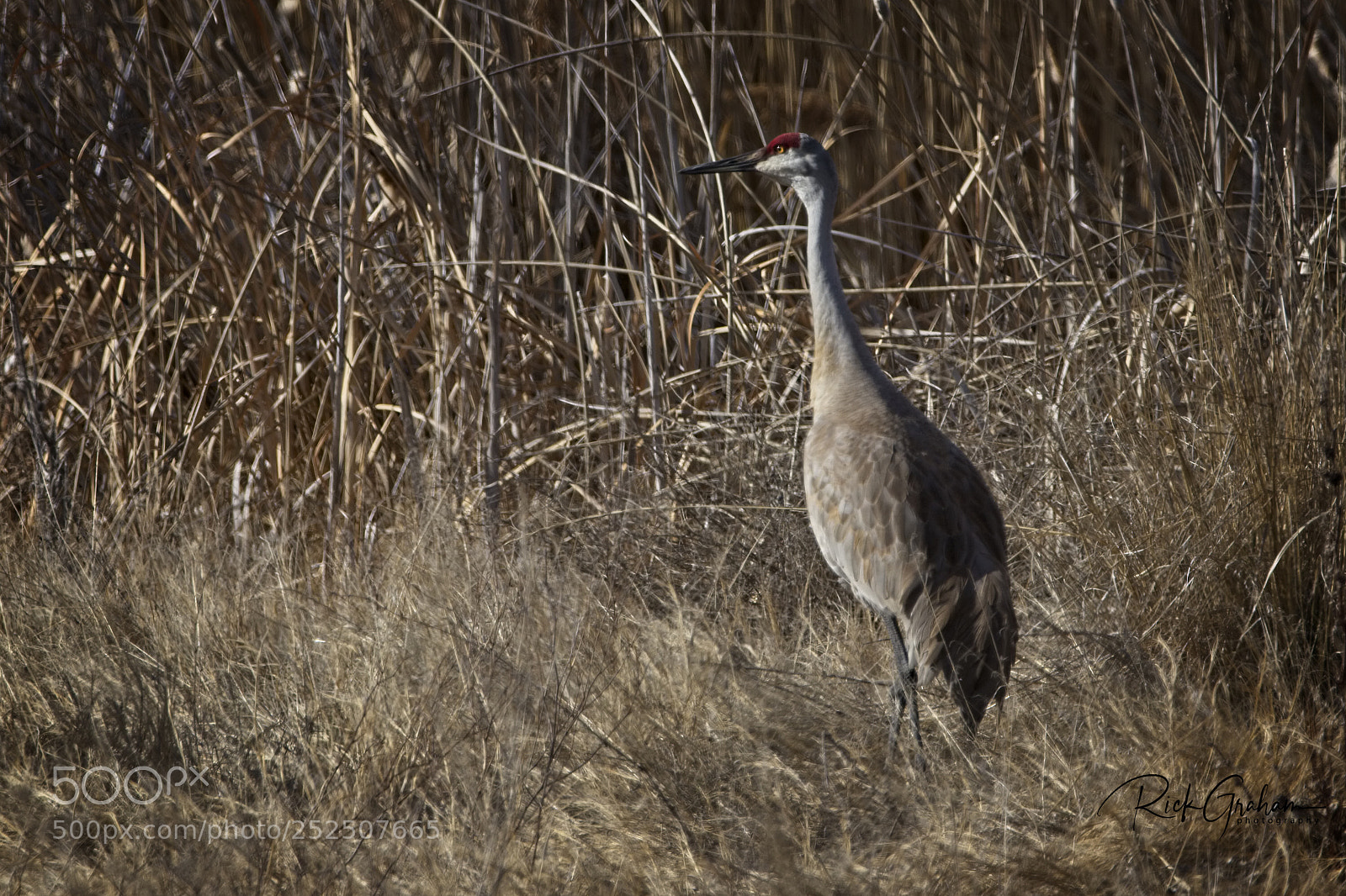 Canon EOS 80D sample photo. Sandhill crane in the photography