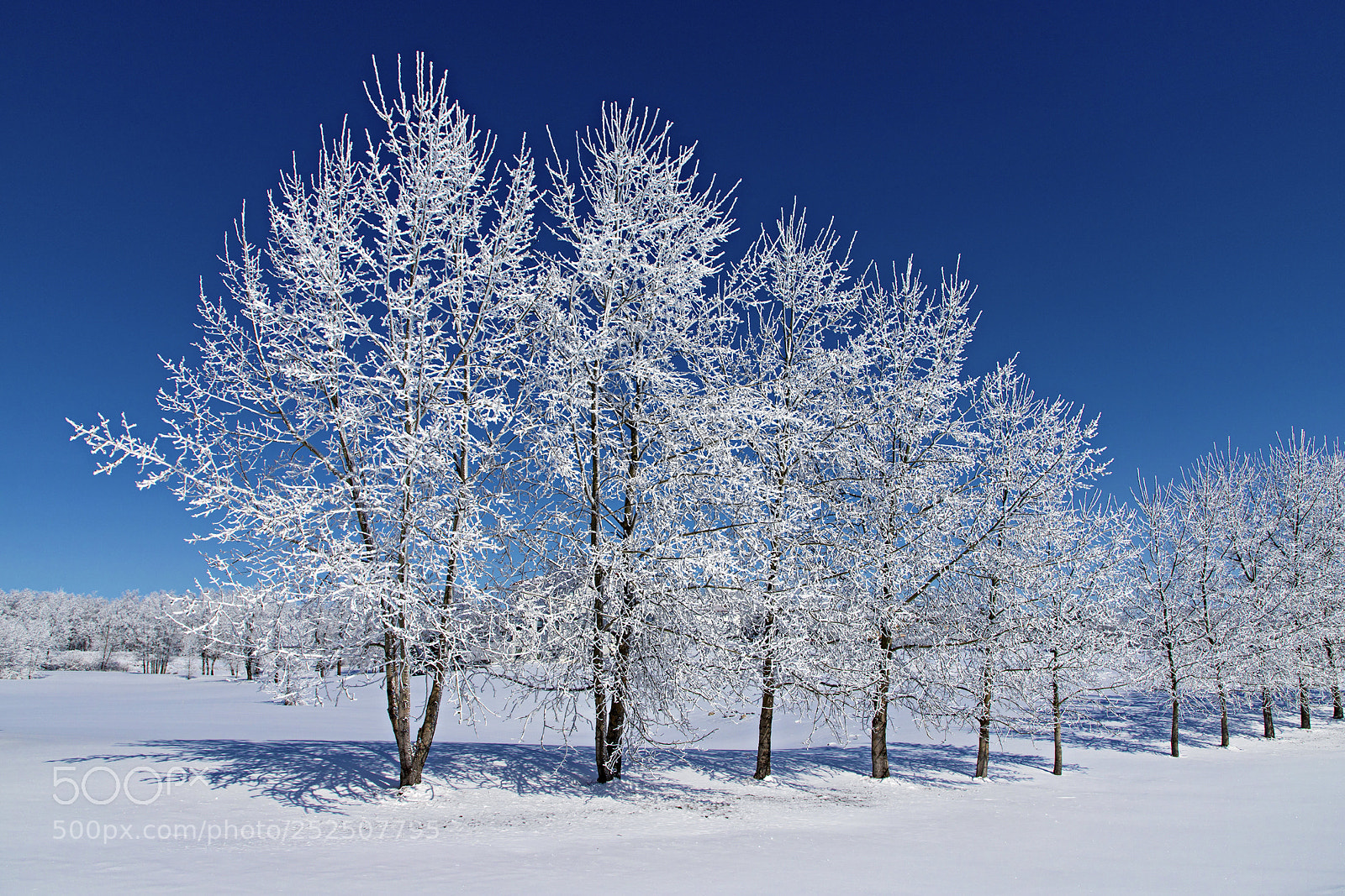 Canon EOS 6D Mark II sample photo. White & blue photography