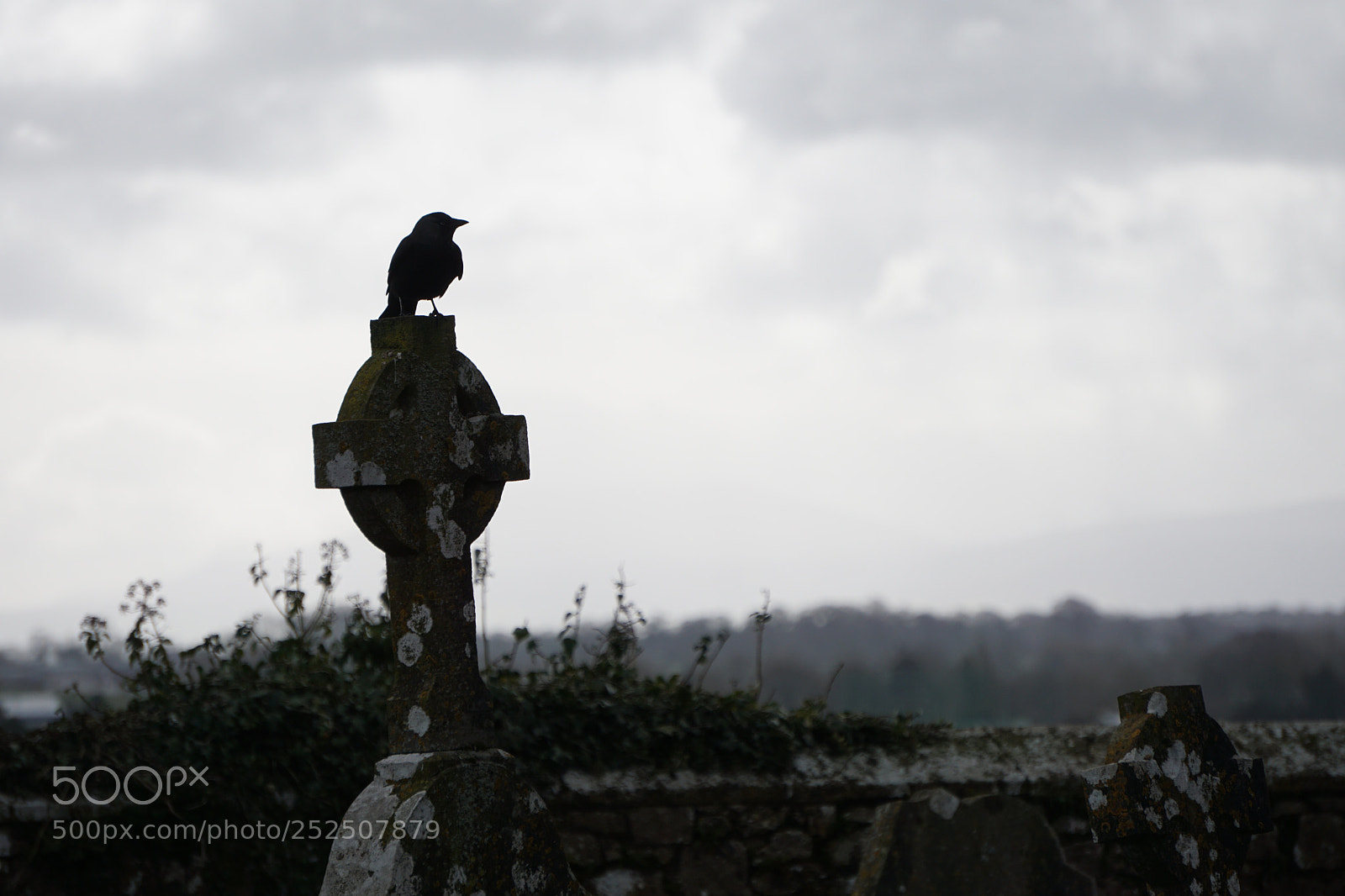 Sony a6000 sample photo. A dark raven photography