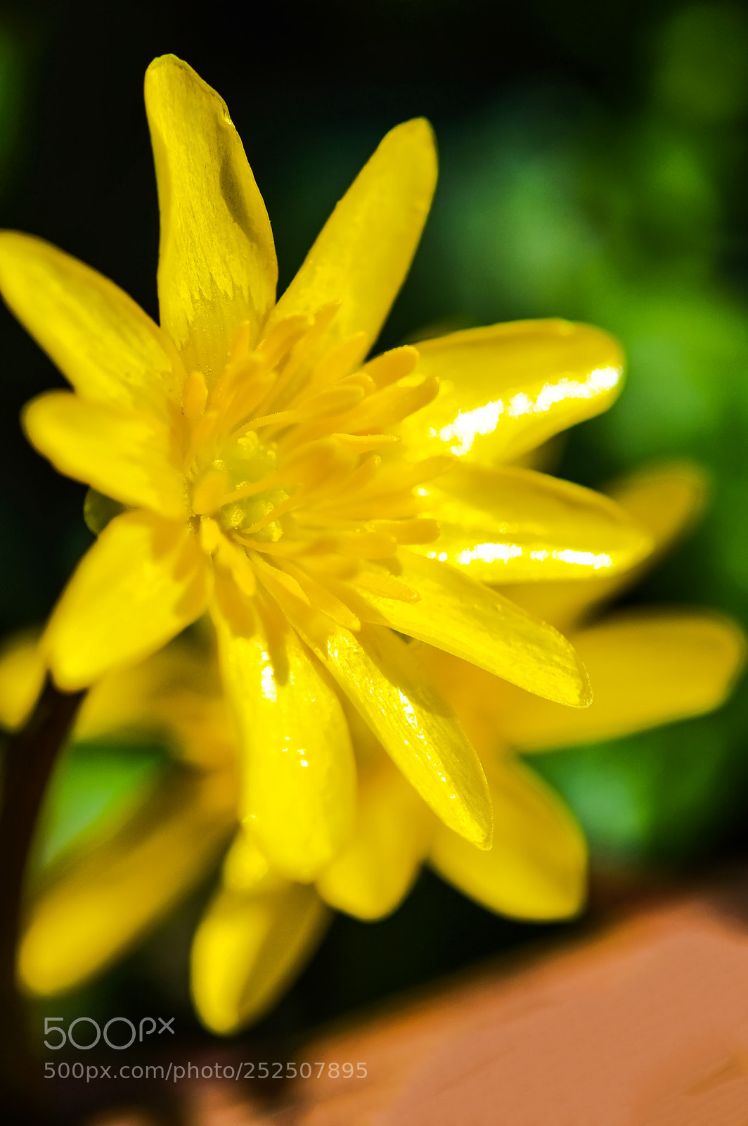 Nikon D3200 sample photo. Yellow photography