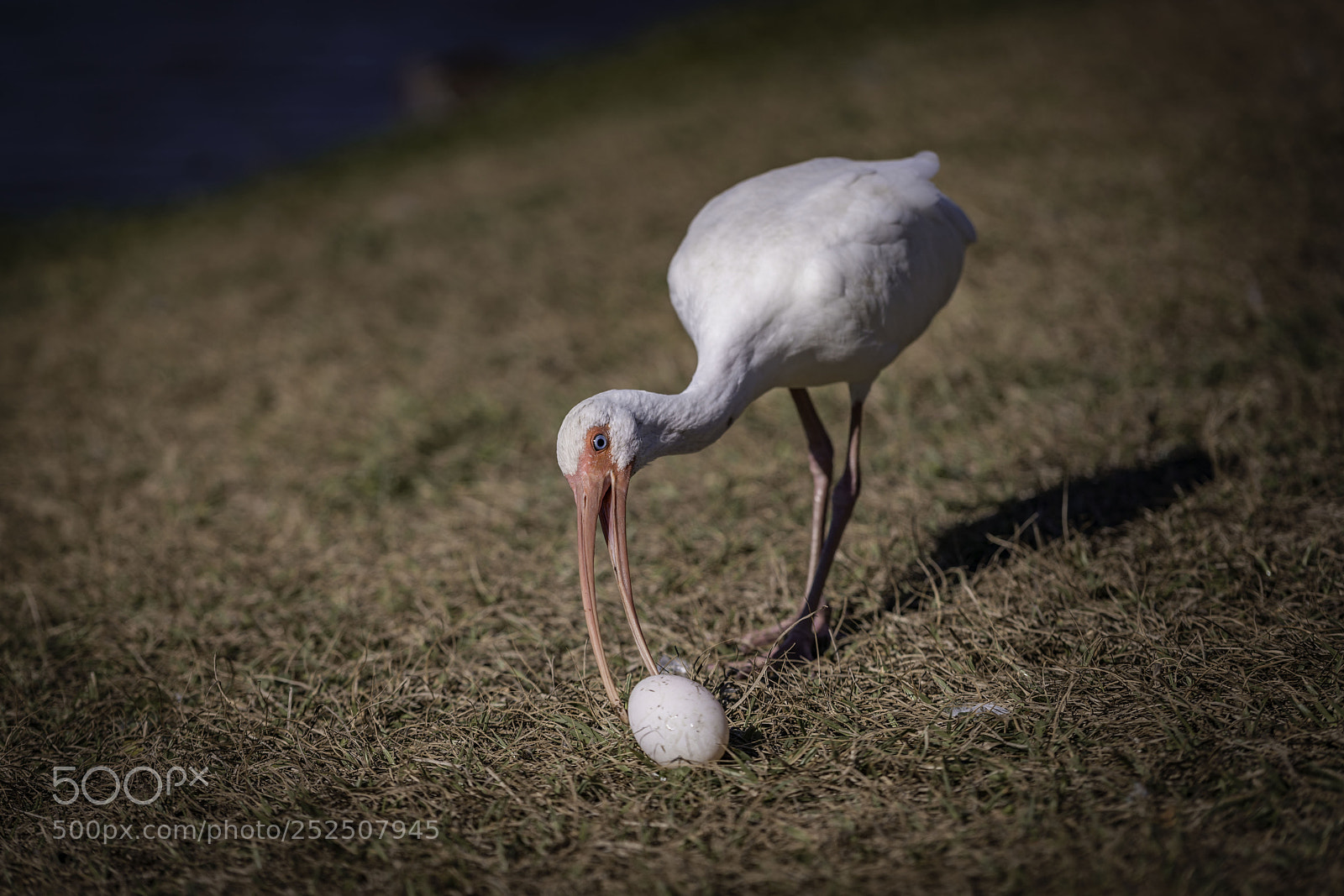 Sony a7R II sample photo. Curious photography