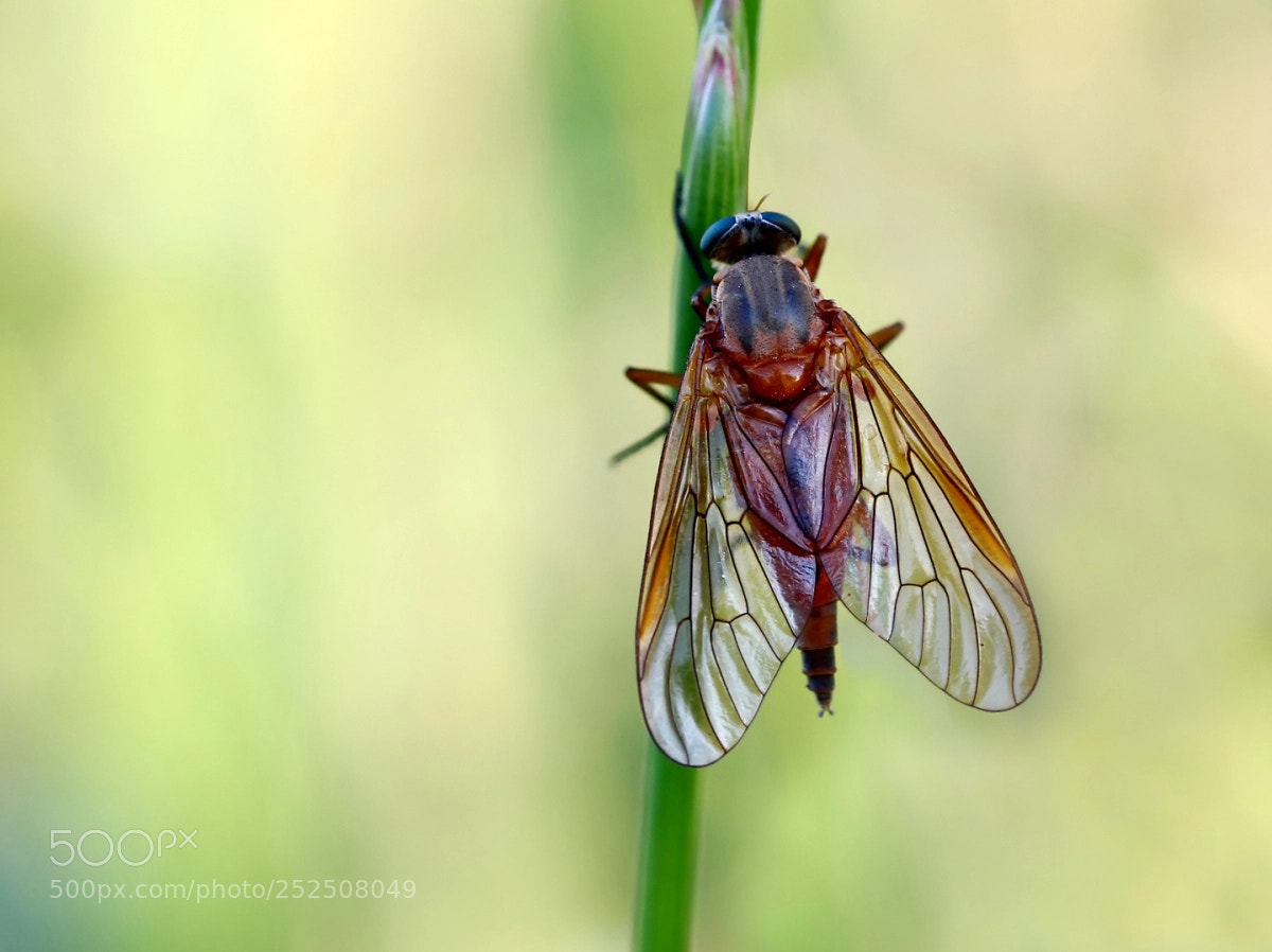 Canon EOS 600D (Rebel EOS T3i / EOS Kiss X5) sample photo. Wings photography