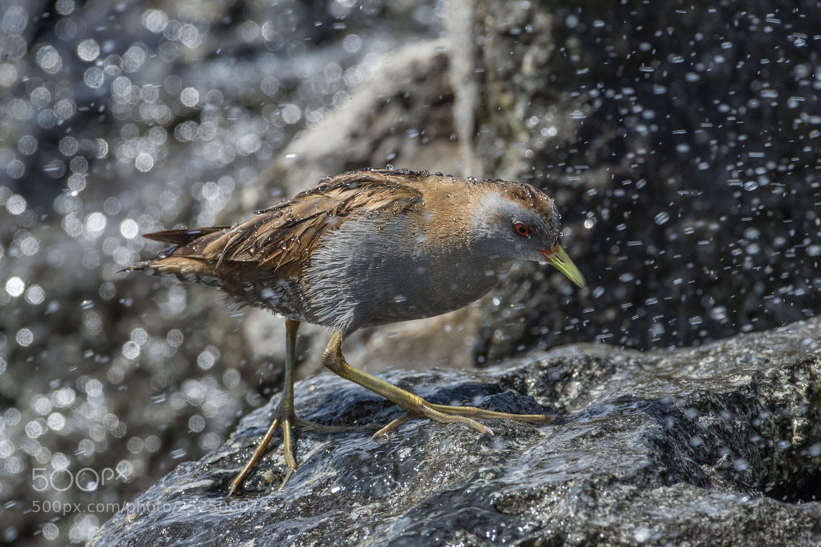 Canon EOS 7D Mark II sample photo. Little crake photography
