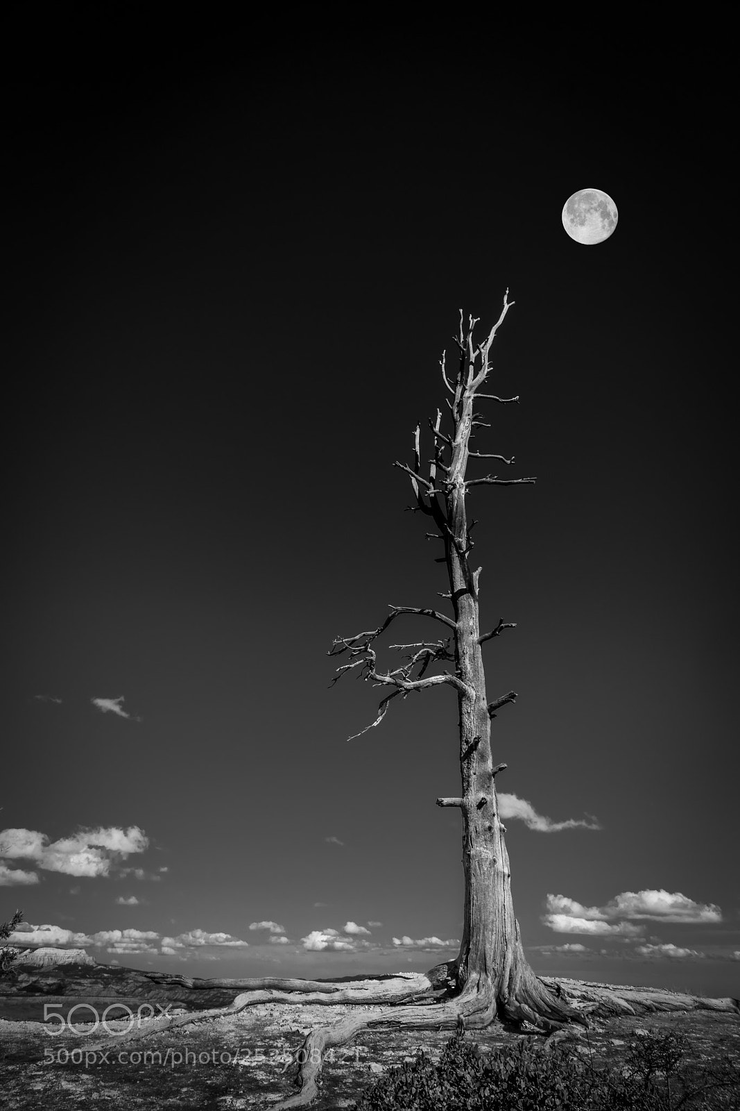 Sony a6500 sample photo. Baum am bryce canyon photography