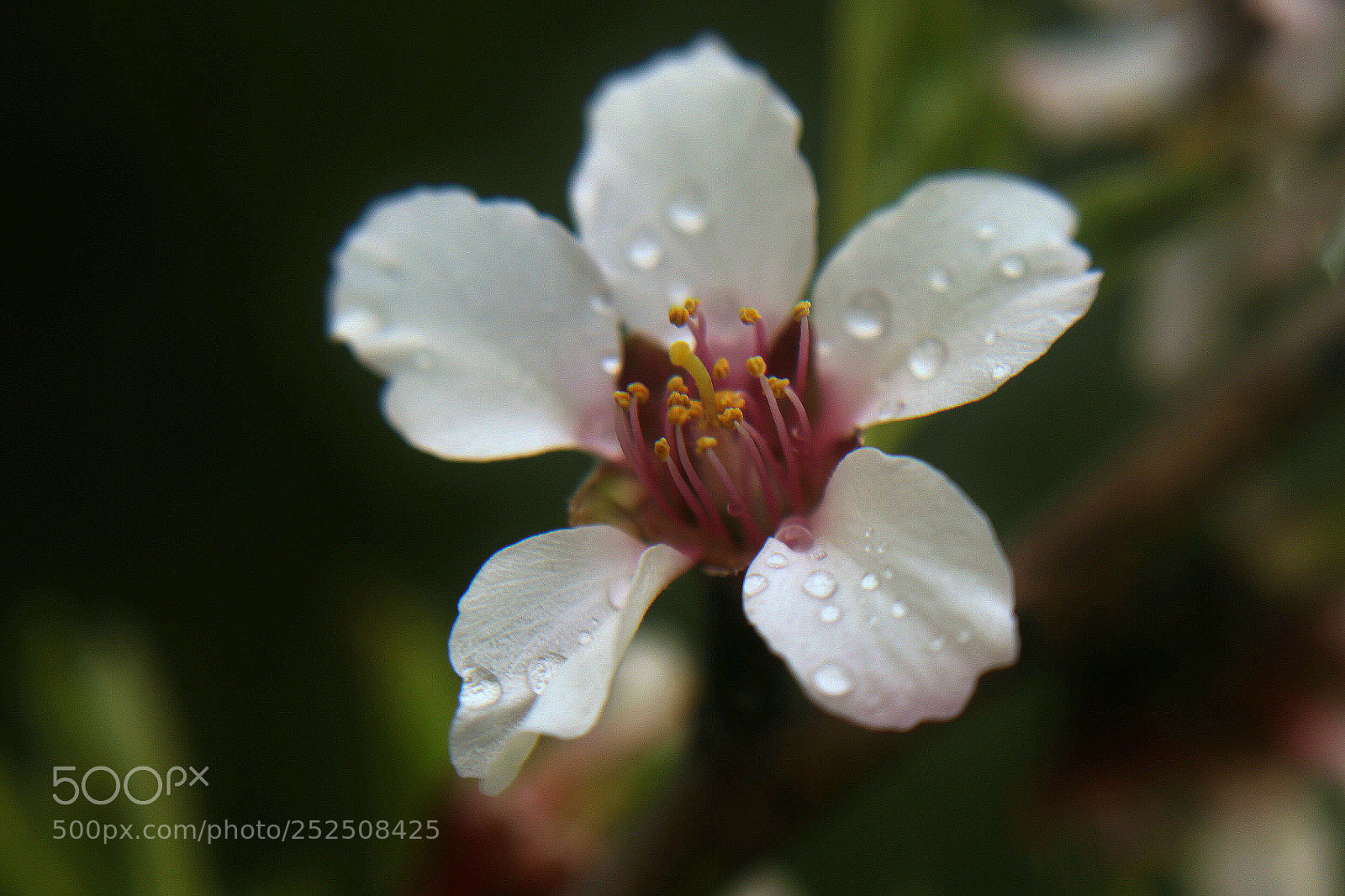 Canon EOS 700D (EOS Rebel T5i / EOS Kiss X7i) sample photo. Flor del almendro photography