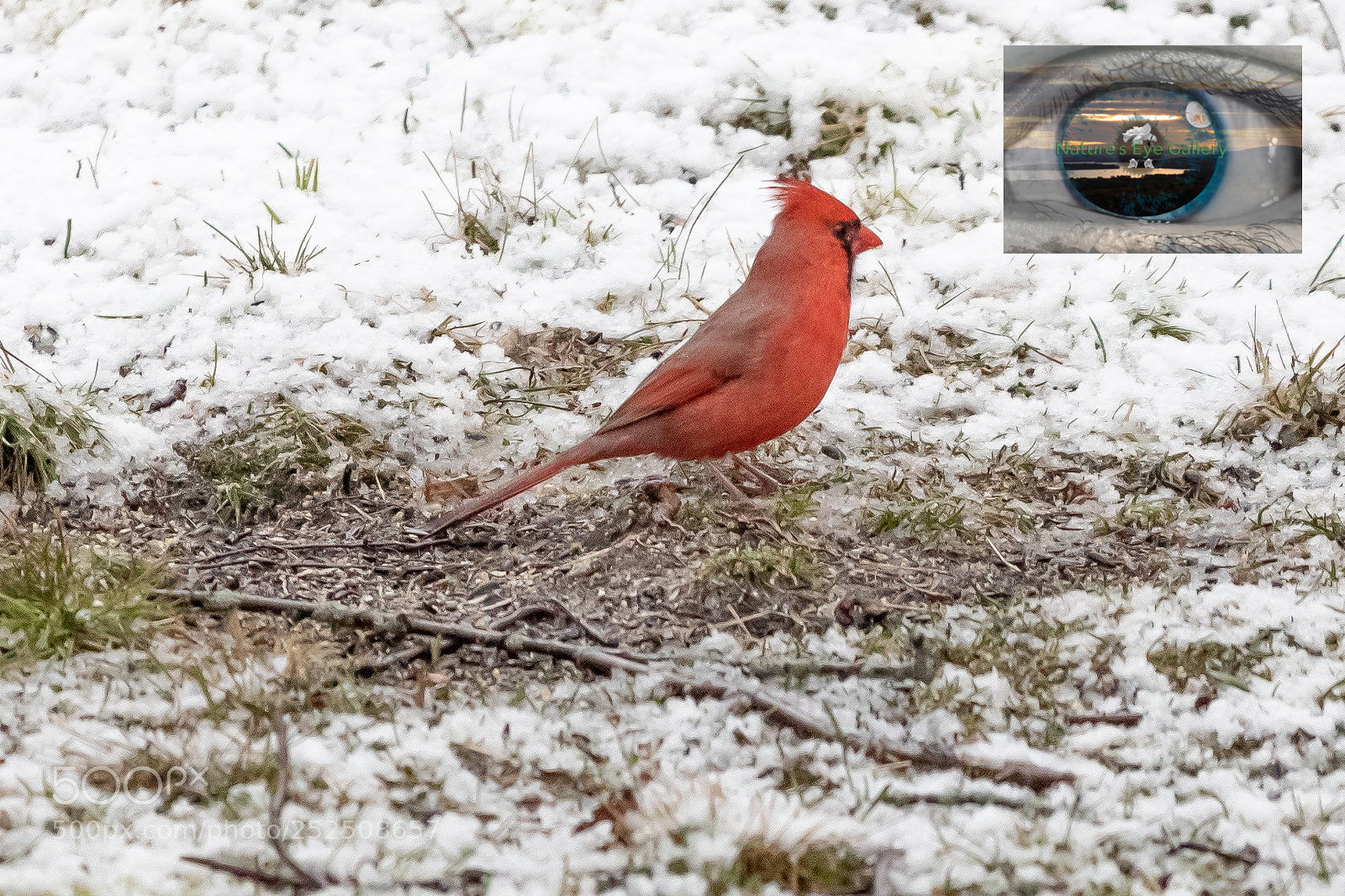 Canon EOS 5D Mark IV sample photo. Cardinal spring snow ii photography