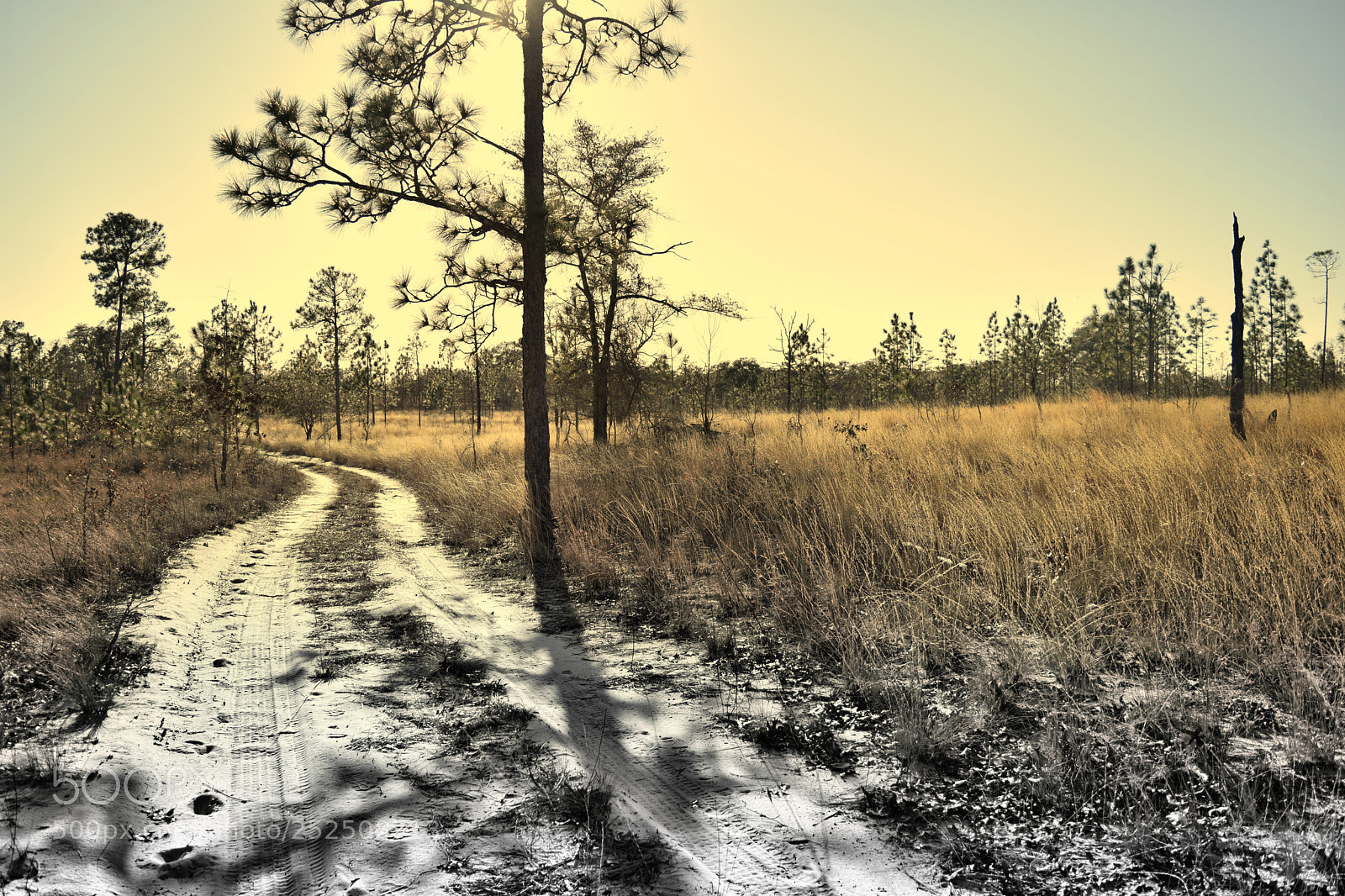 Nikon D3300 sample photo. Sandhills photography