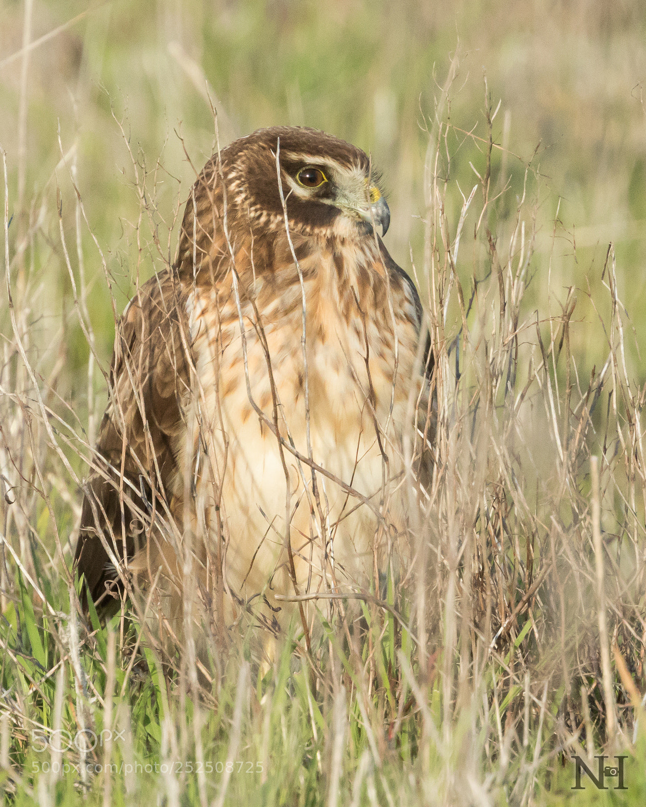 Canon EOS 7D Mark II sample photo. Northern harrier watching the photography