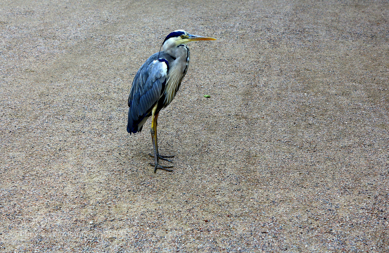Canon EOS 650D (EOS Rebel T4i / EOS Kiss X6i) sample photo. Ardea cinerea photography