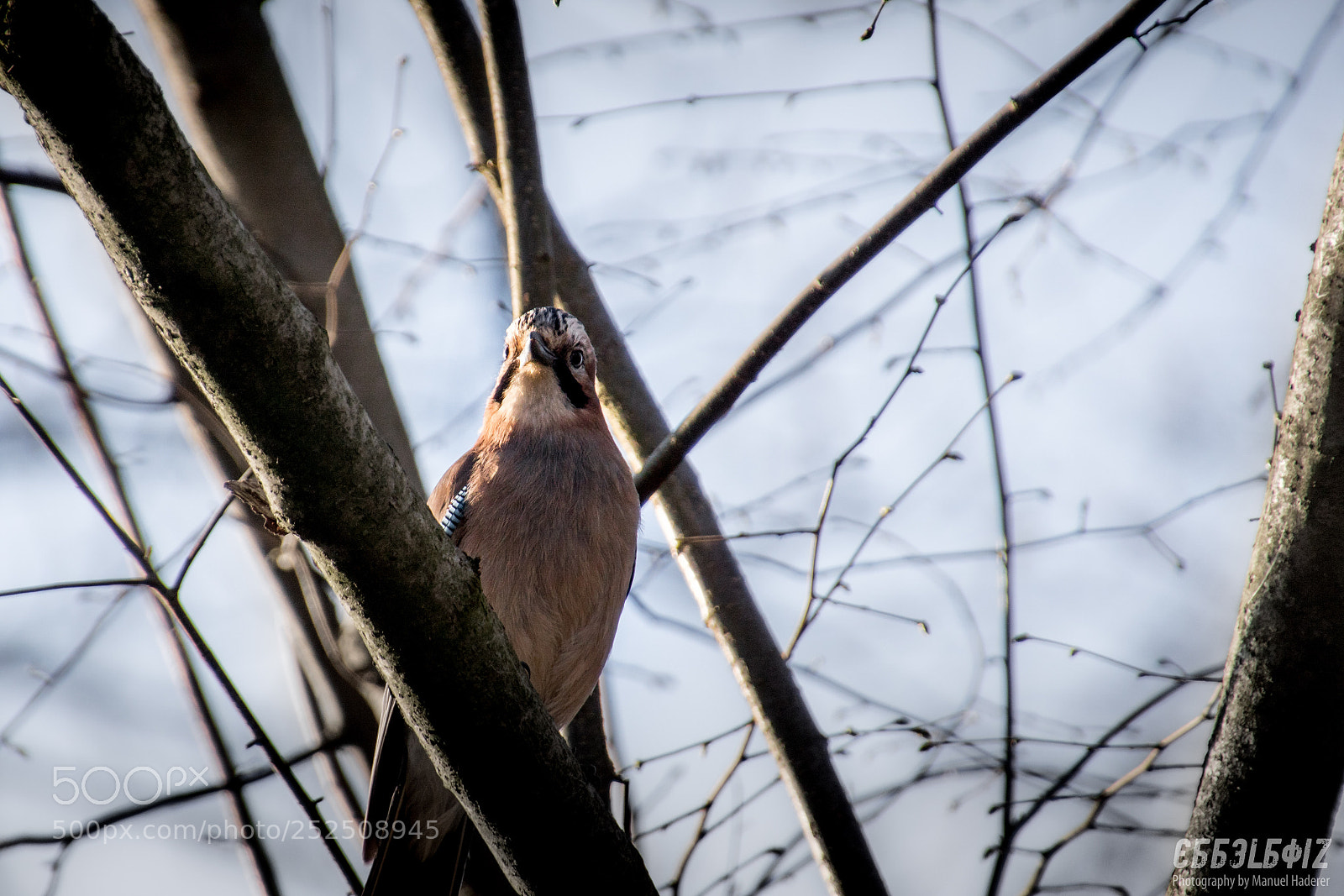 Sony ILCA-77M2 sample photo. Curious eurasian jay photography