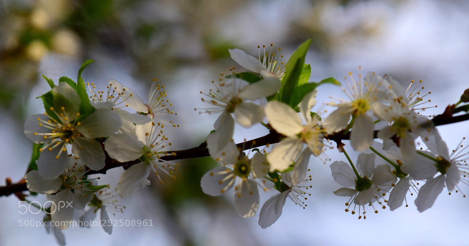 Nikon D3300 sample photo. Spring signs photography