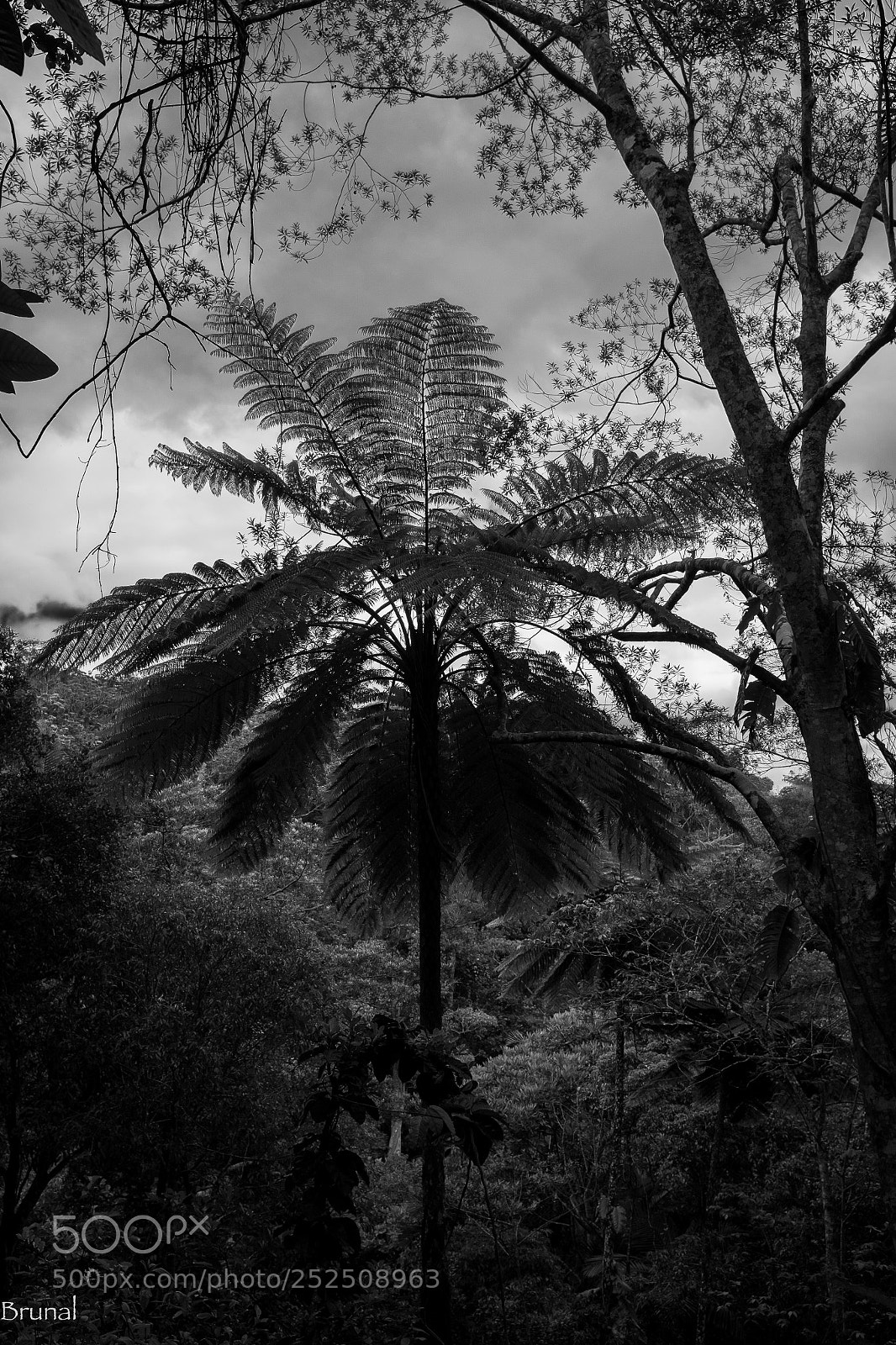 Fujifilm X100S sample photo. Grande fougère photography