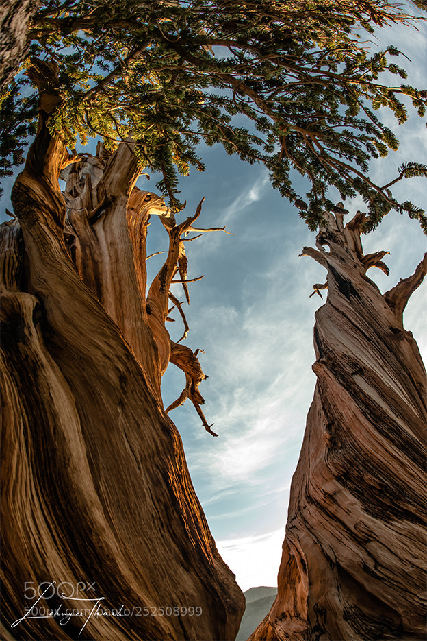 Nikon D800E sample photo. The window of nature photography