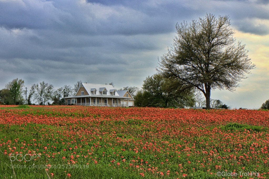 Canon EOS 80D sample photo. Wildflowers in texas photography
