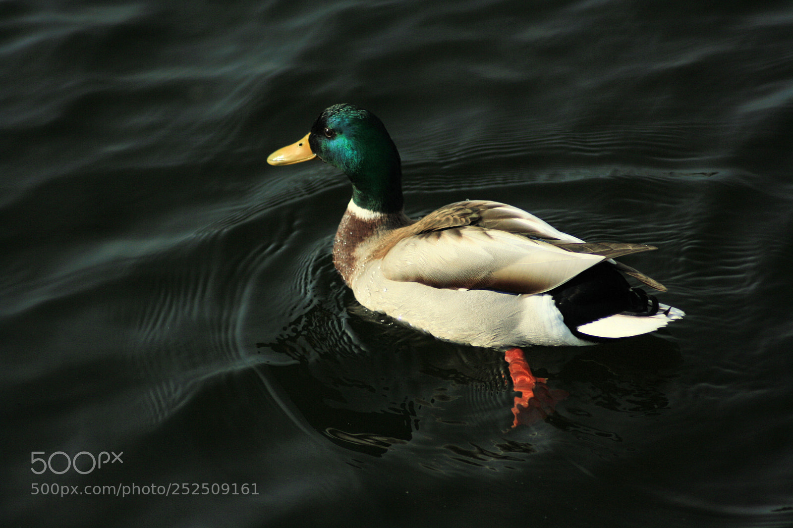 Canon EOS 1000D (EOS Digital Rebel XS / EOS Kiss F) sample photo. Duck photography