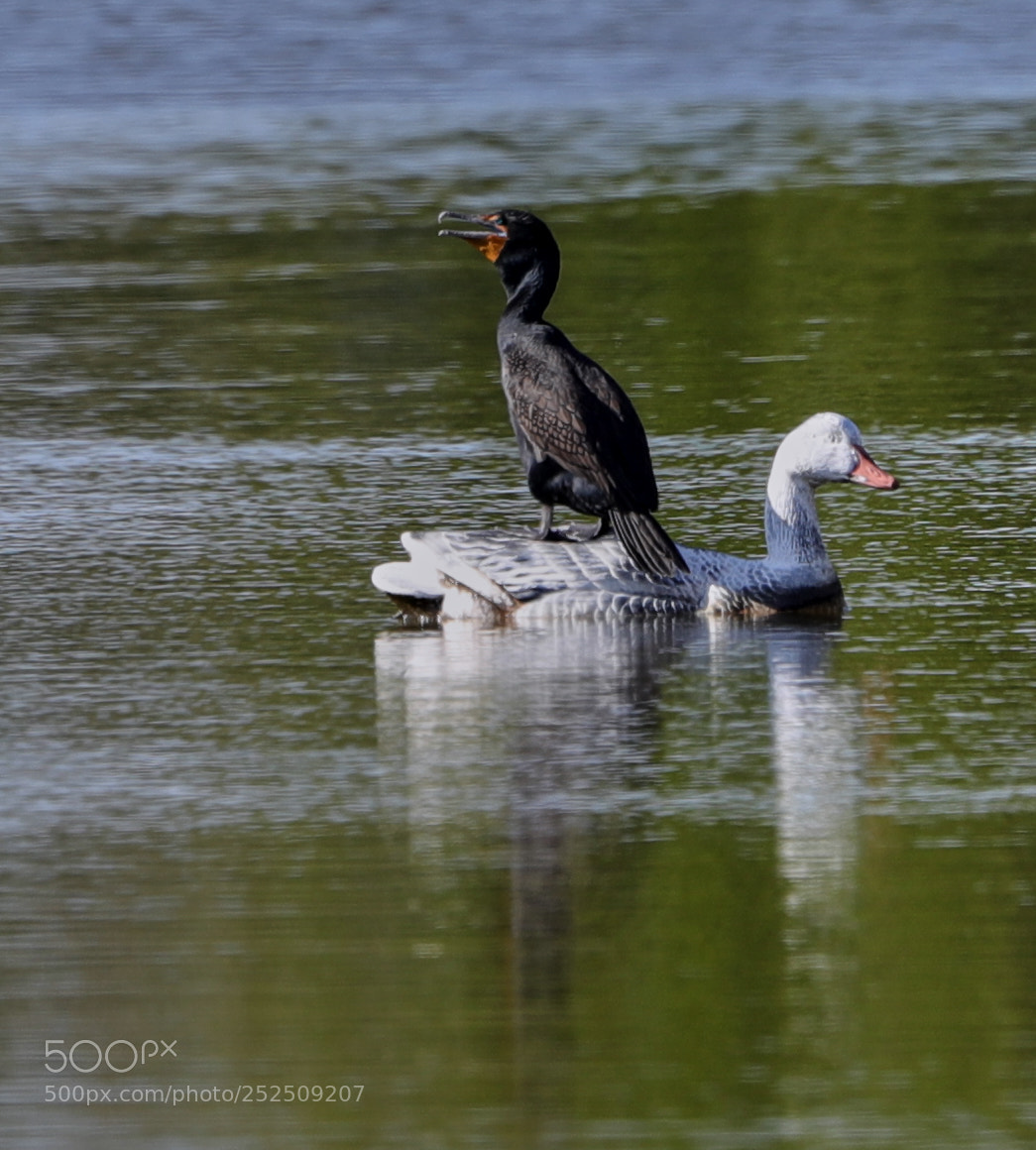 Canon EOS-1D X Mark II sample photo. 04-06-18-0010925.jpg photography