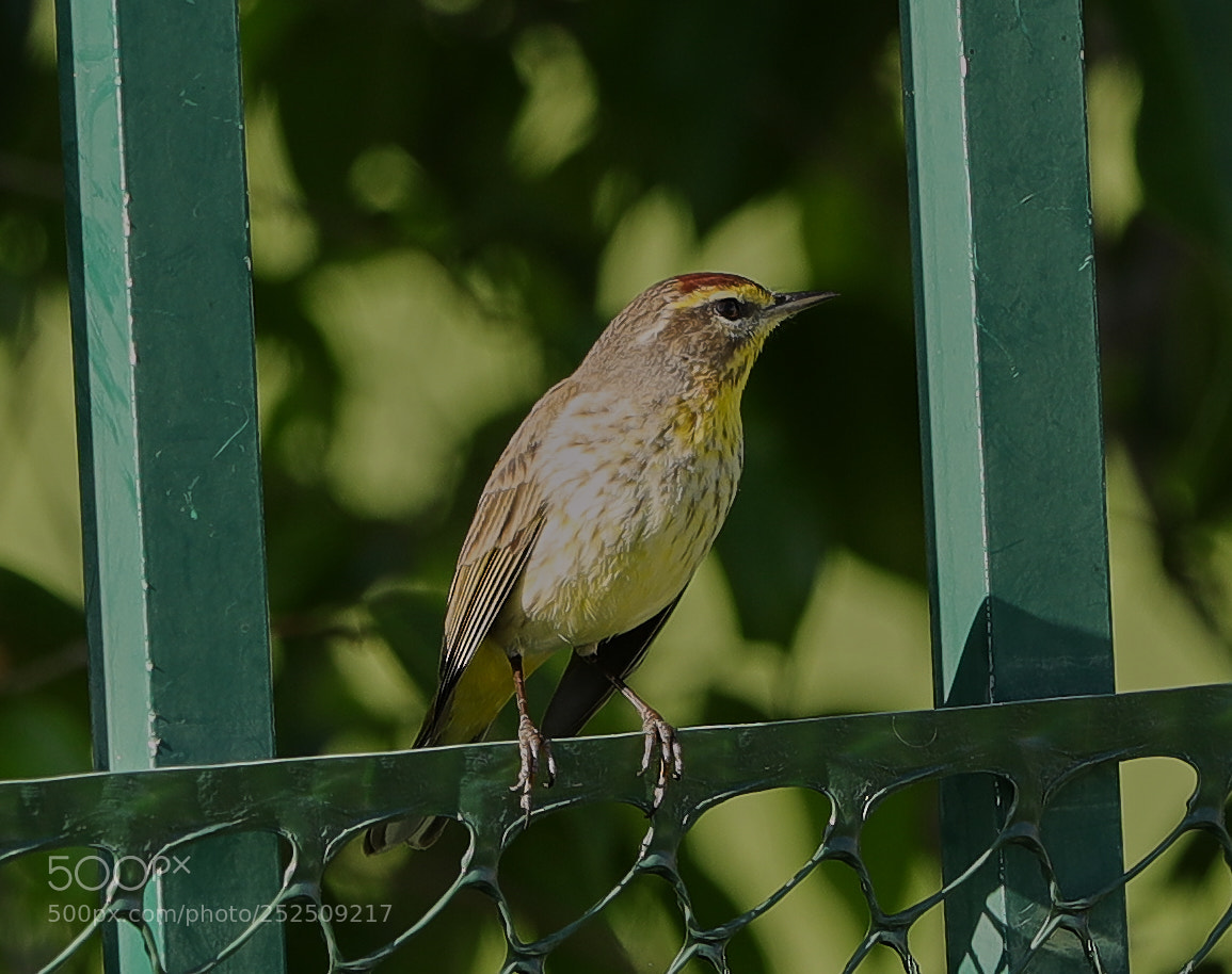 Canon EOS-1D X Mark II sample photo. 04-06-18-0010913.jpg photography