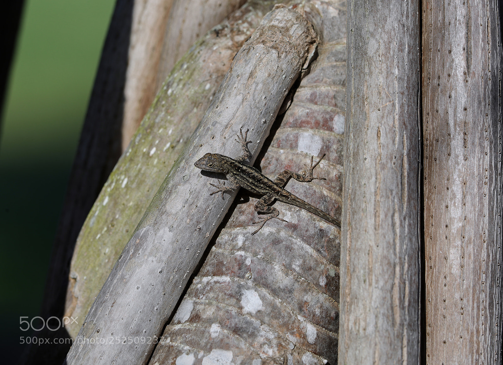 Canon EOS-1D X Mark II sample photo. 04-06-18-0010904.jpg photography