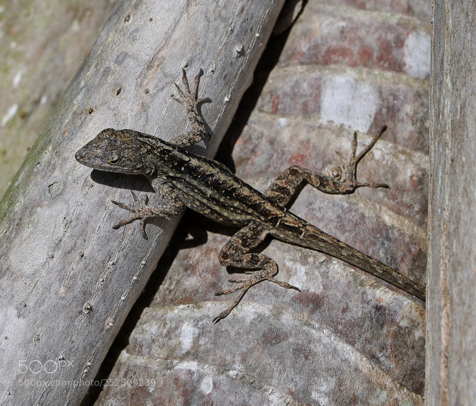 Canon EOS-1D X Mark II sample photo. 04-06-18-0010903.jpg photography