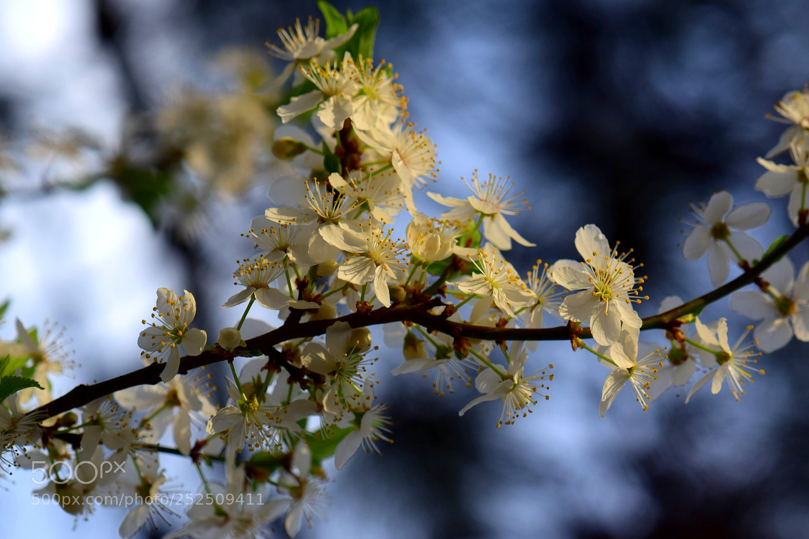 Nikon D3300 sample photo. Spring signs photography