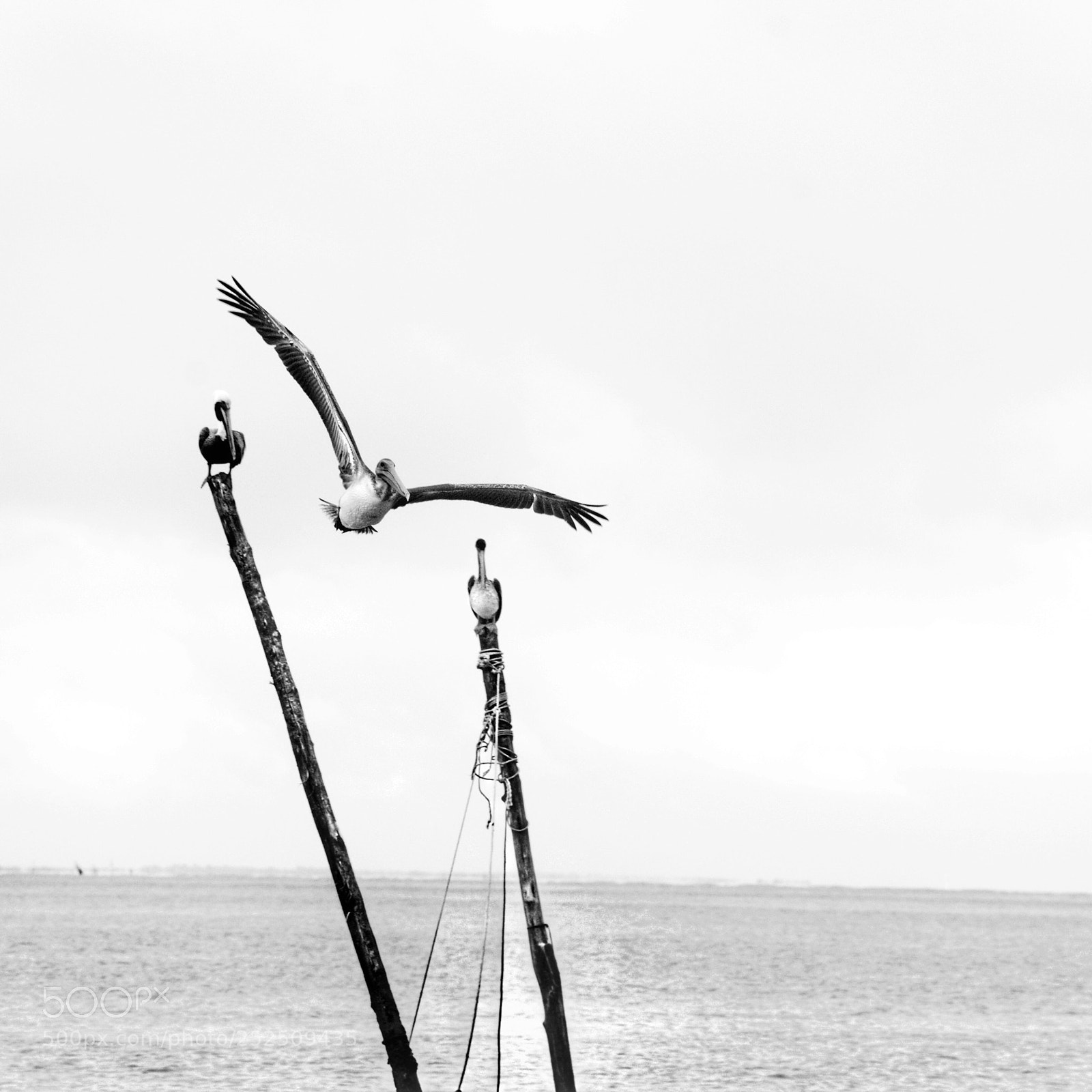 Nikon D7000 sample photo. Untitled photography