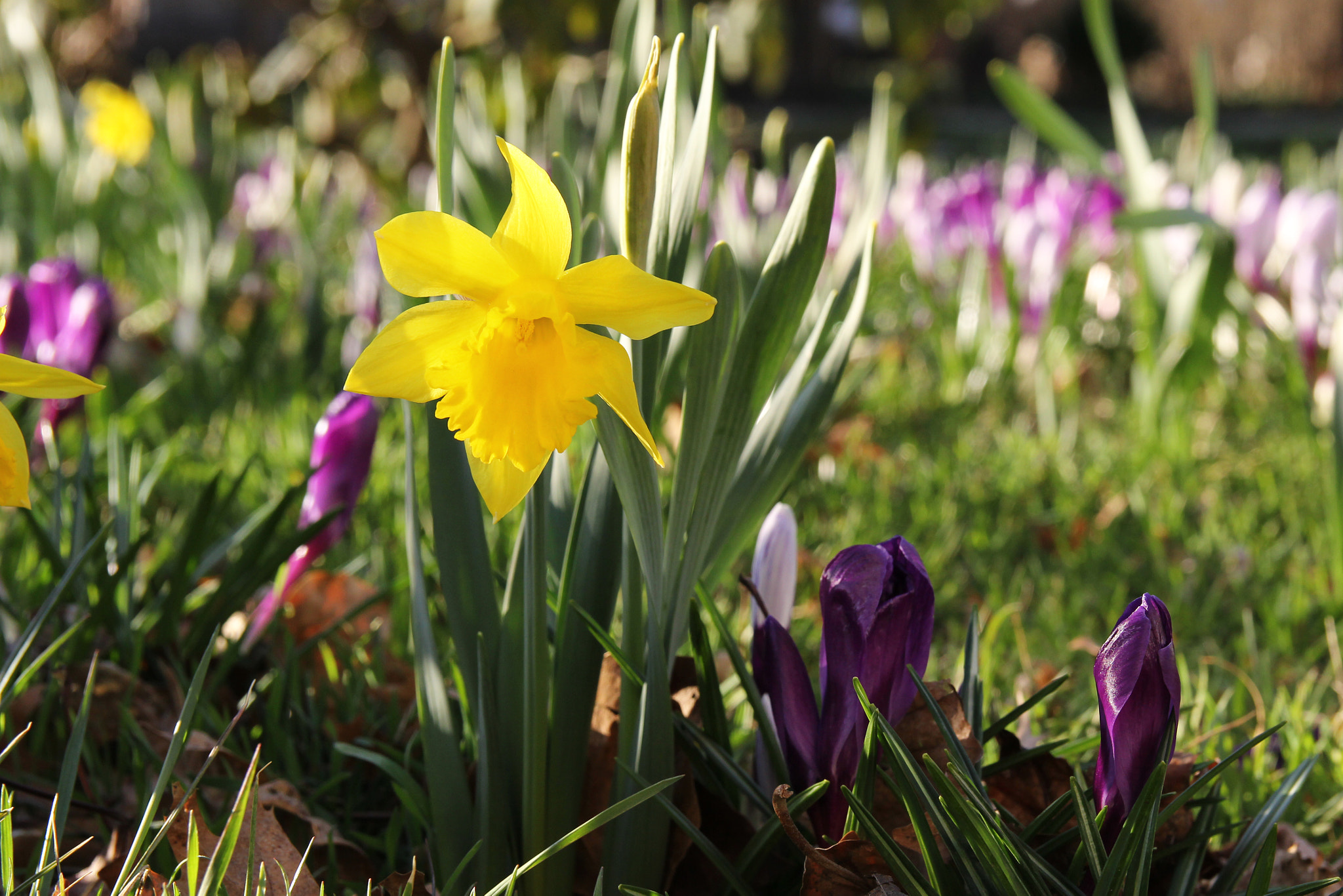 Canon EF-S 17-55mm F2.8 IS USM sample photo. Spring garden photography