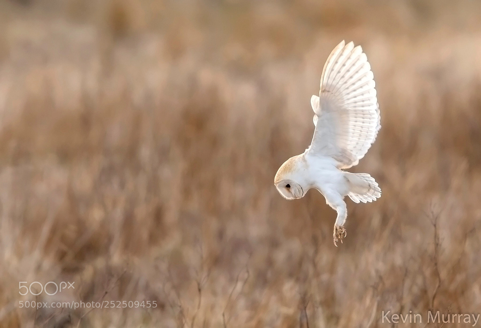 Canon EOS 7D Mark II sample photo. Barn owl  photography