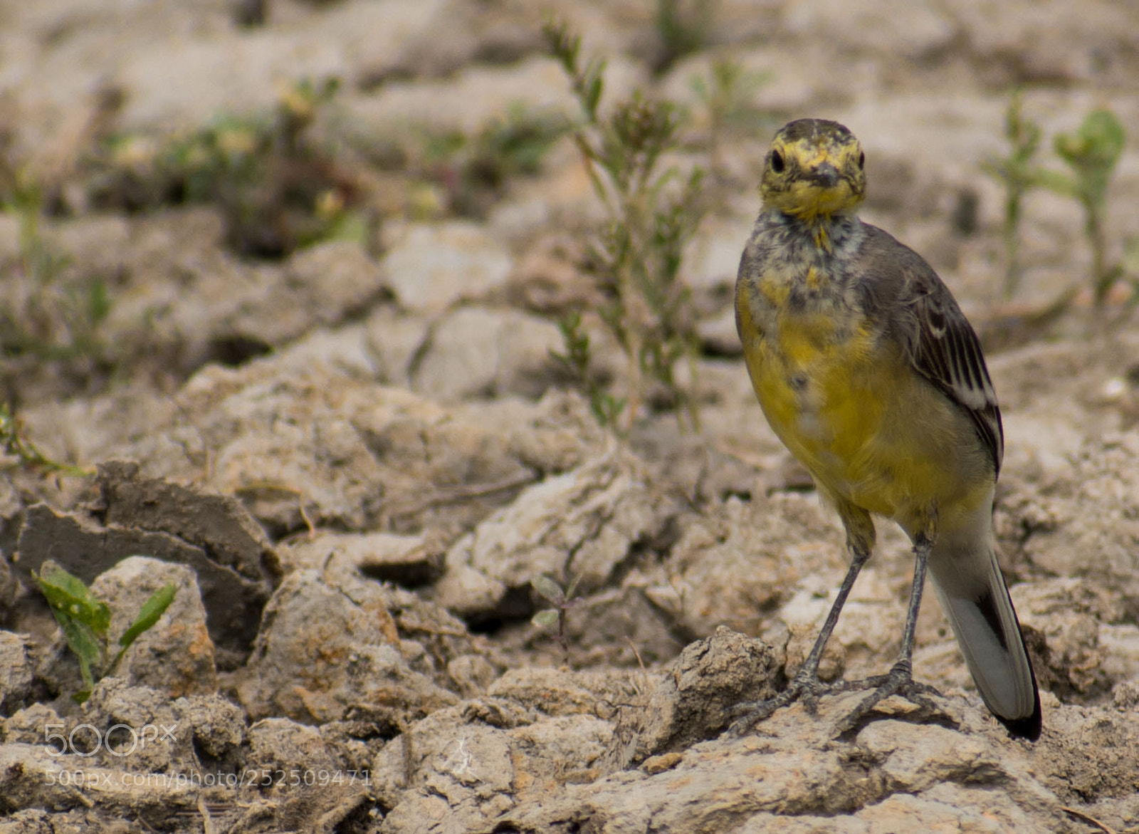 Nikon D5500 sample photo. Western yellow wagtail photography