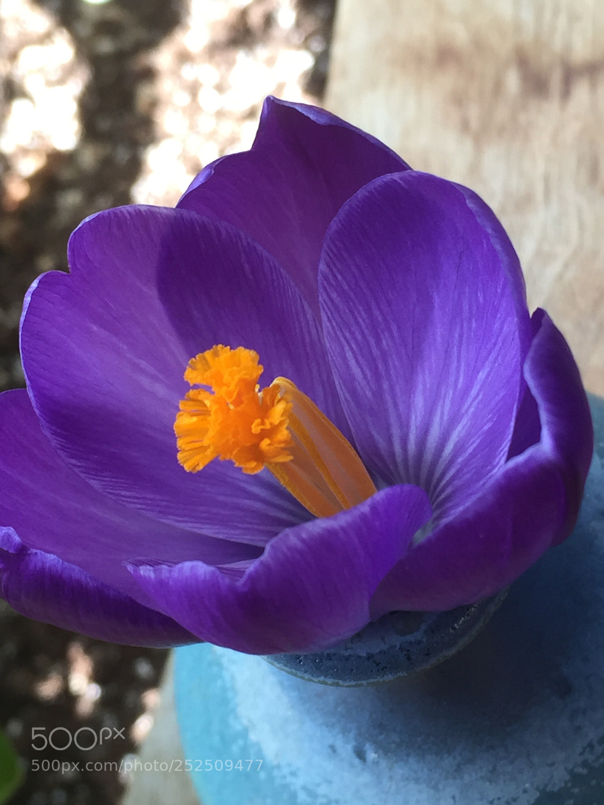 Apple iPhone 6 sample photo. A beautiful crocus photography