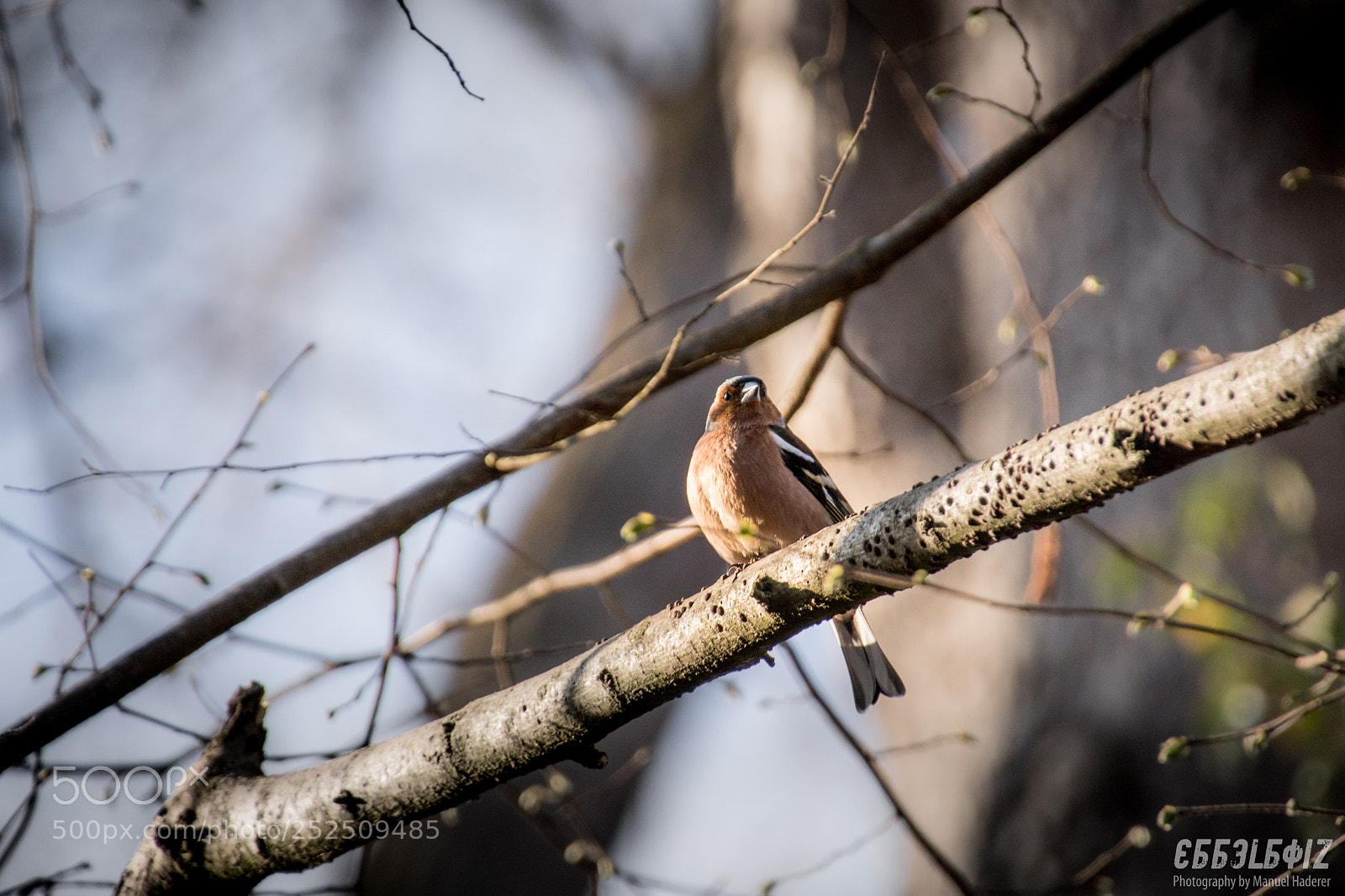 Sony ILCA-77M2 sample photo. Chaffinch enjoying a spring photography