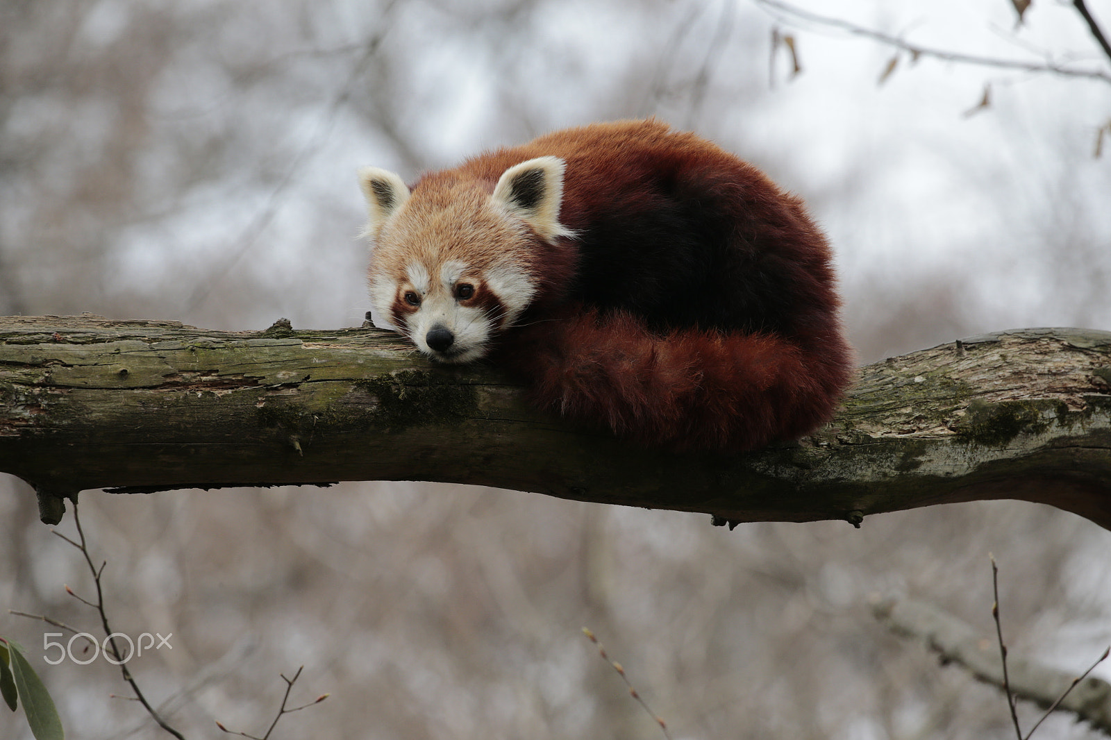 Canon EOS-1D X sample photo. Red panda photography