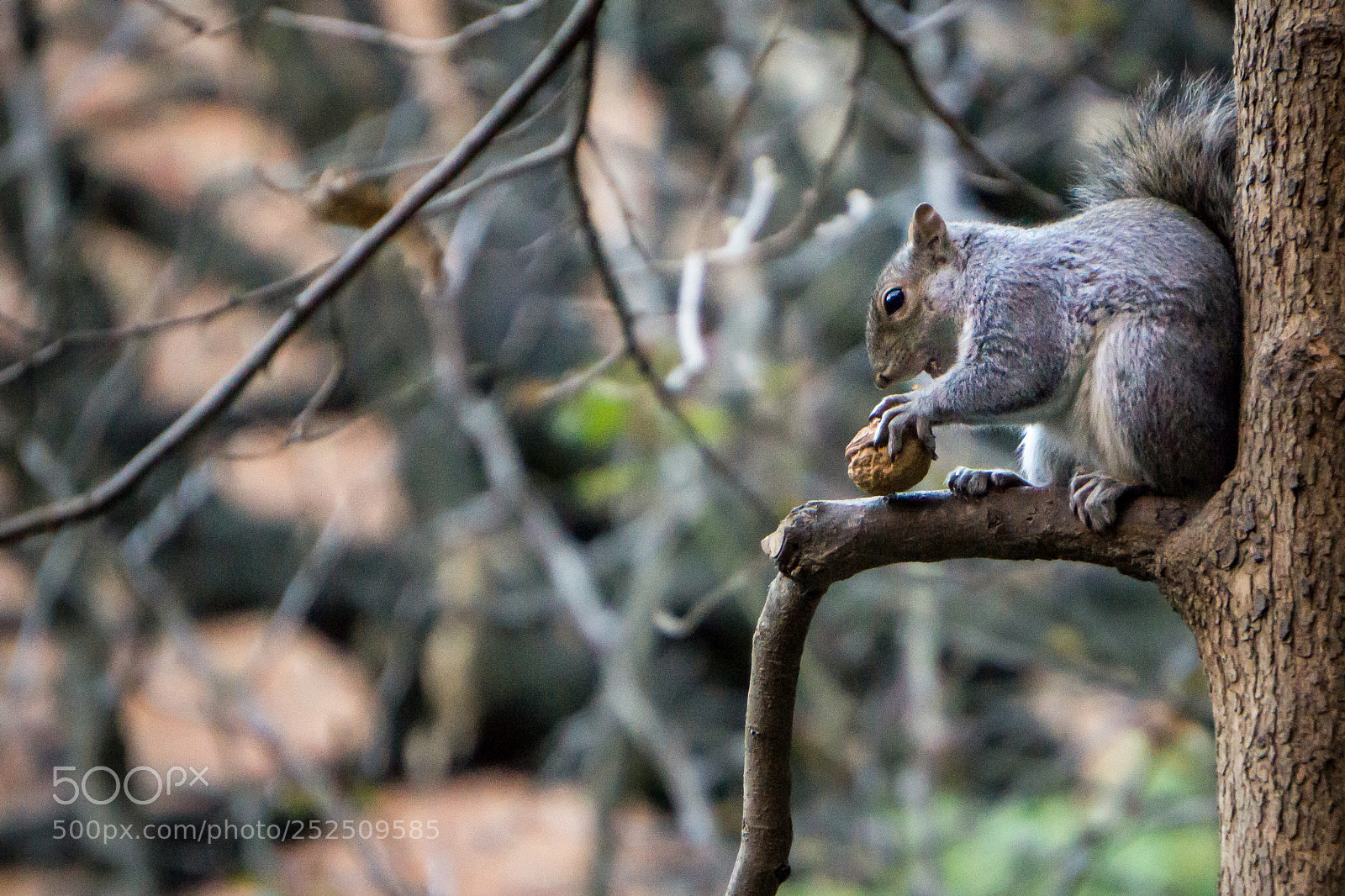 Sony a6000 sample photo. Squirrel photography