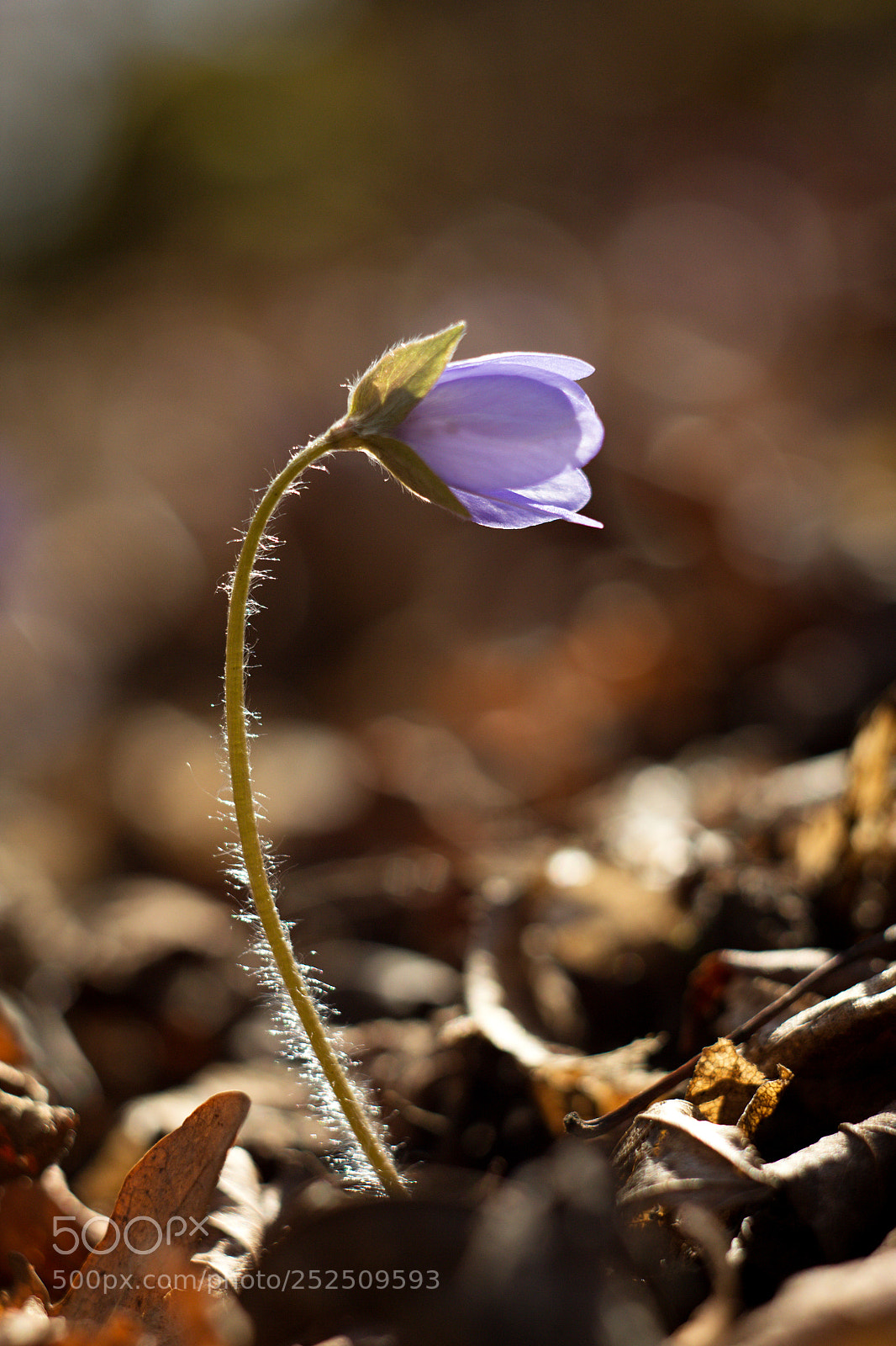 Canon EOS 60D sample photo. Hepatica nobilis  photography