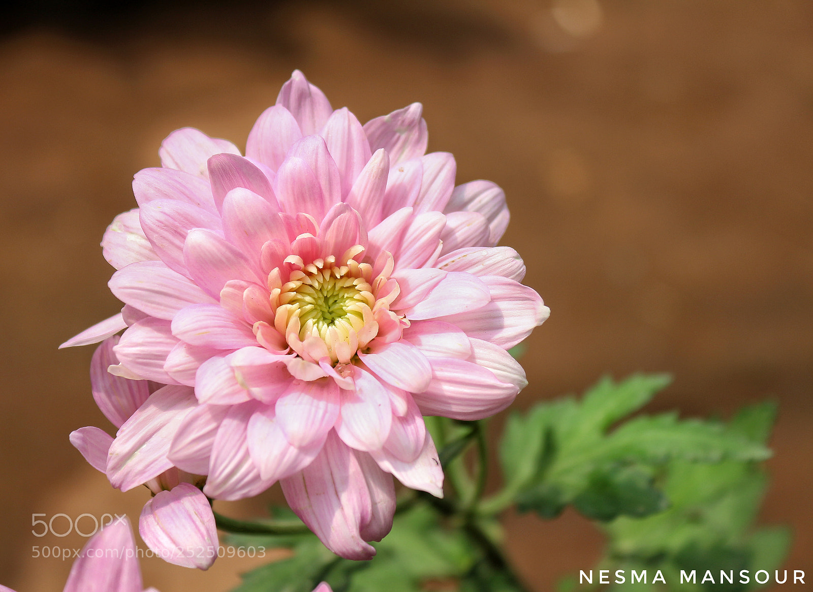 Canon EOS 700D (EOS Rebel T5i / EOS Kiss X7i) sample photo. Untitled photography